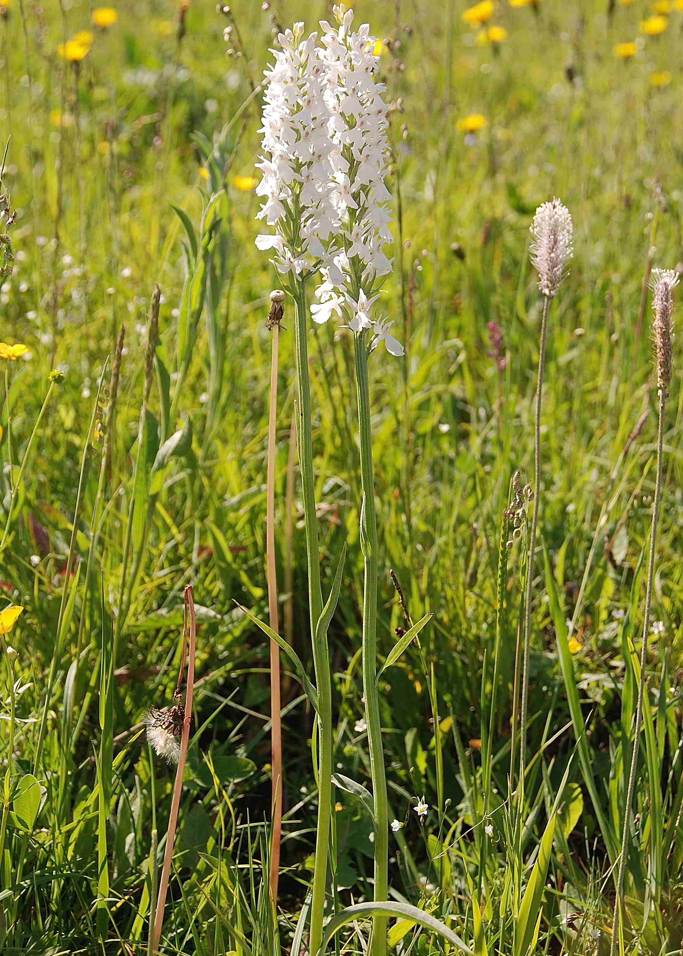 Lilienfeld_Orchideenwanderung Muckenkogel-11062017-(69).JPG