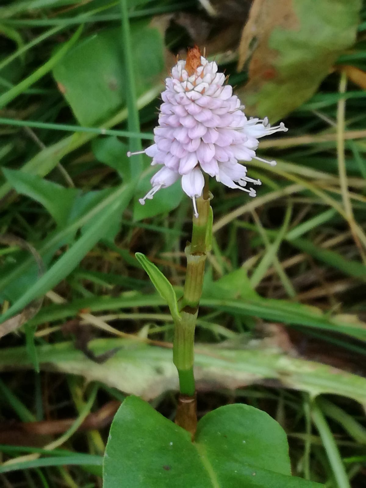 unbekannte Blume.jpg