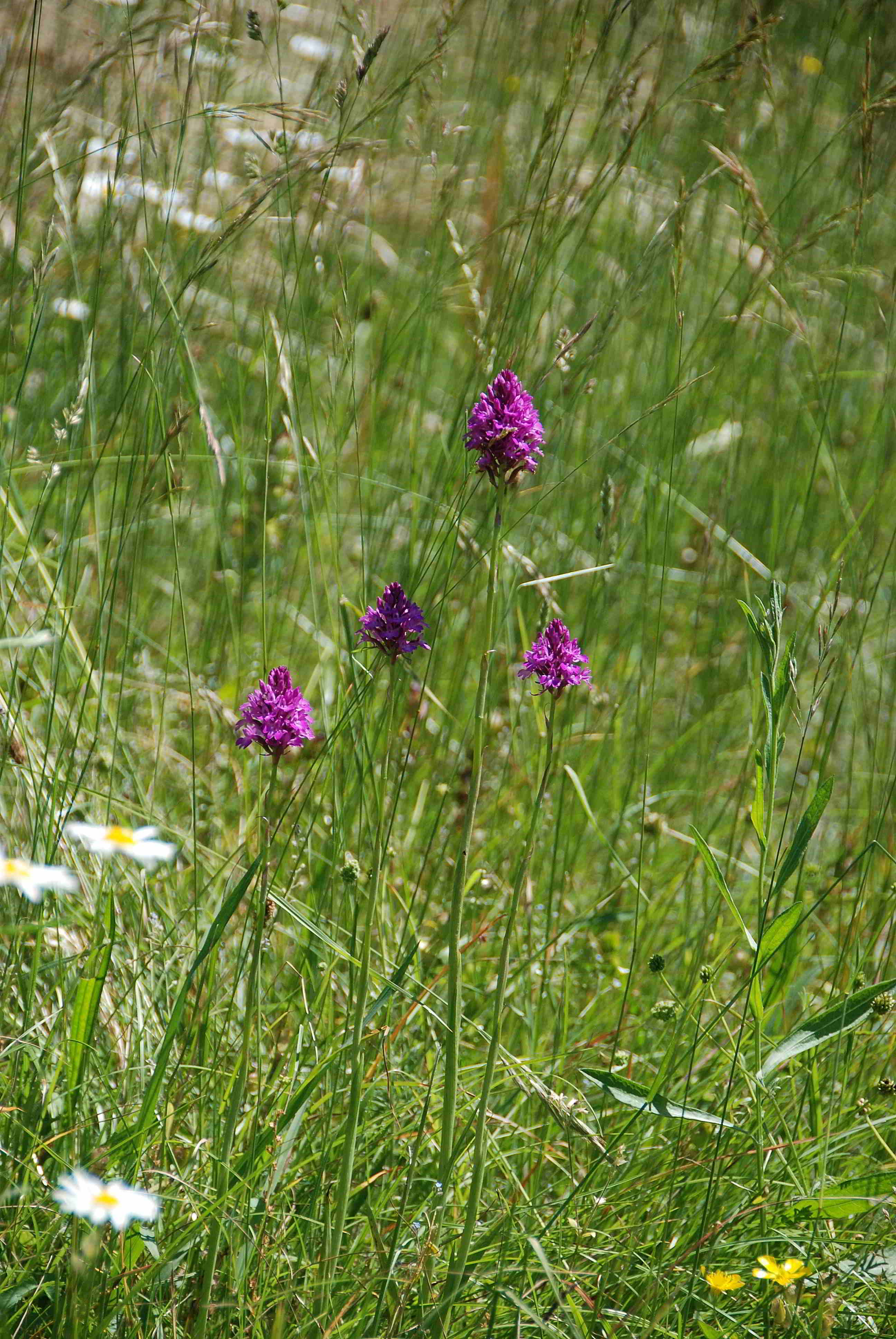 Lilienfeld_Orchideenwanderung Muckenkogel-11062017-(83).JPG