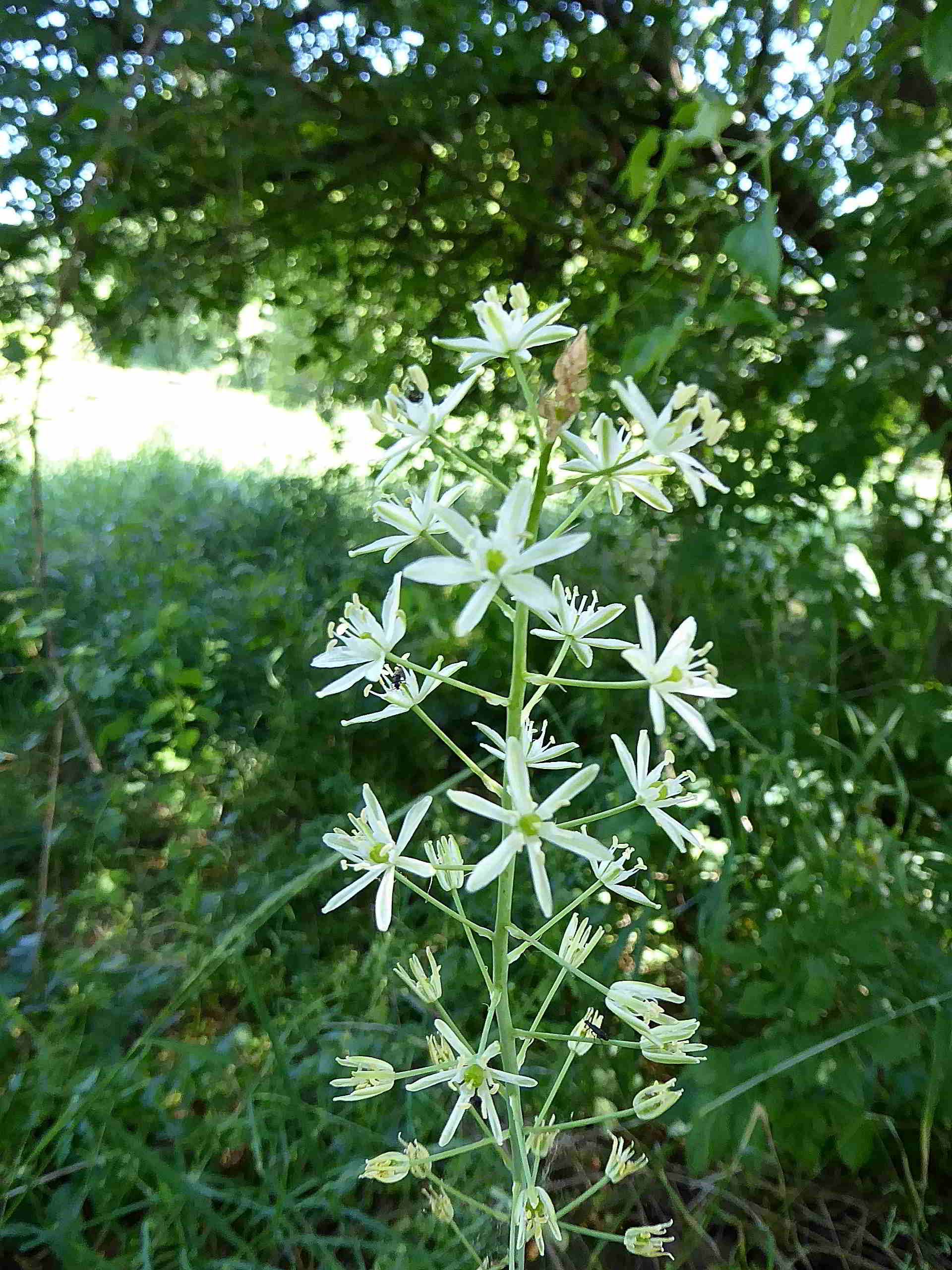 Breitenfurt-Roter Stadl-09062017-(8)-Loncomelos pyrenaicus subsp. sphaerocarpus-Blasser Pyrenäen Schaftmilchstern.JPG