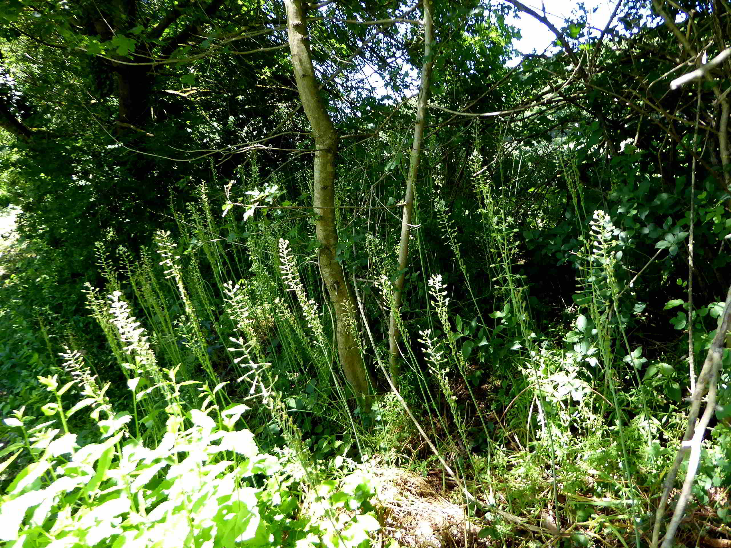 Breitenfurt-Roter Stadl-09062017-(3)-Loncomelos pyrenaicus subsp. sphaerocarpus-Blasser Pyrenäen Schaftmilchstern.JPG