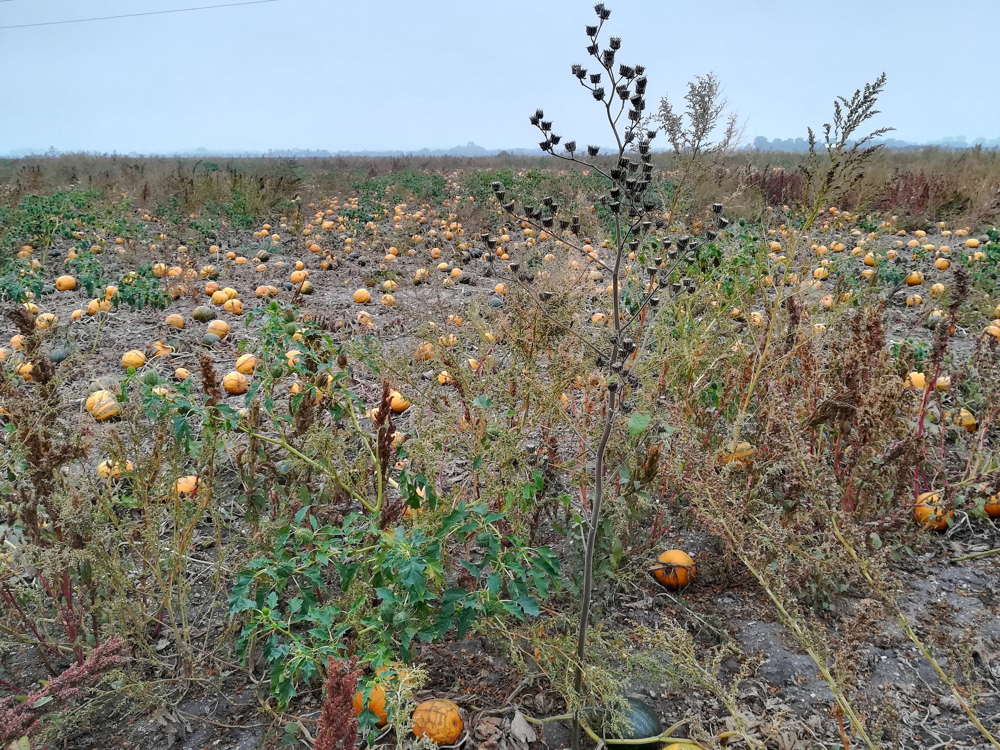 abutilon theophrasti bei bhf götzendorf_20191013_142631.jpg