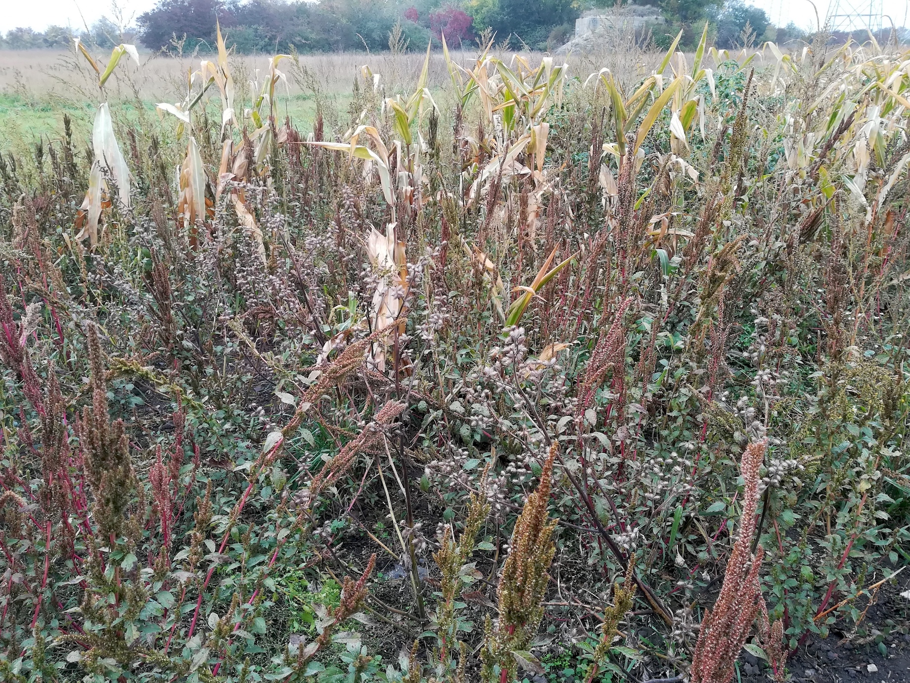 xanthium strumarium s. str. bei bhf götzendorf_20191013_123727.jpg