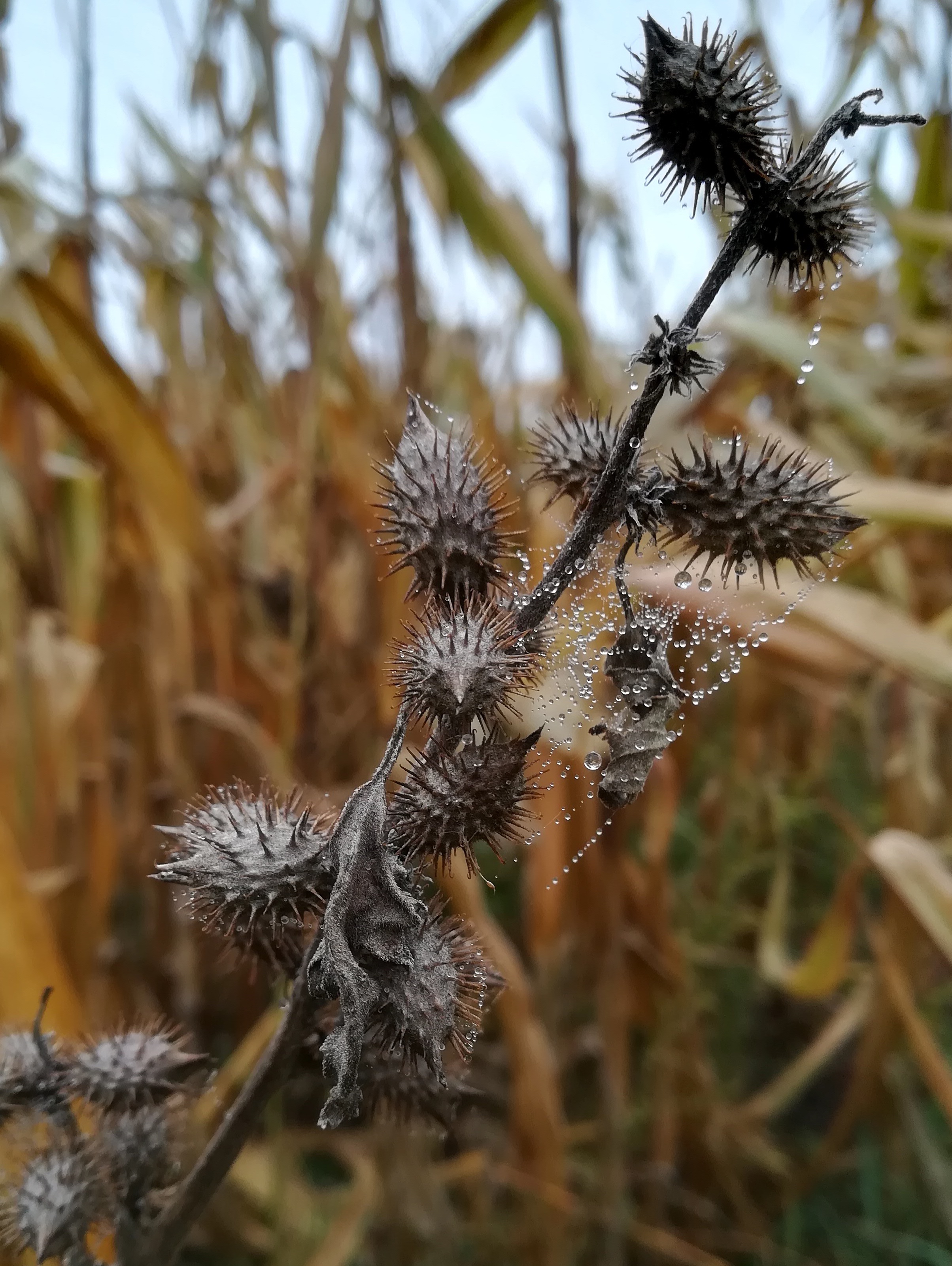 xanthium strumarium s. str. bei bhf götzendorf_20191013_113837.jpg