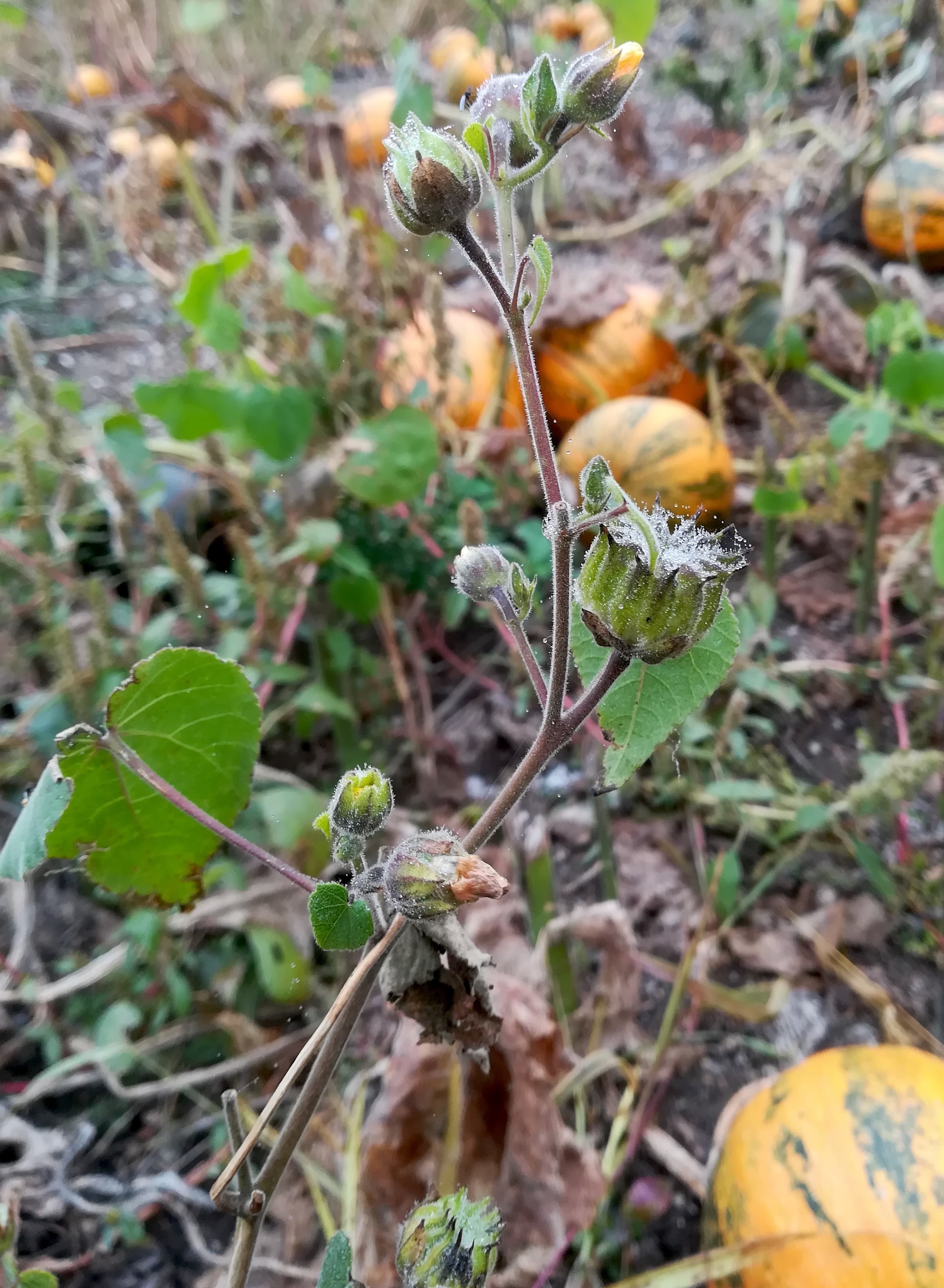 abutilon theophrasti bei bhf götzendorf_20191013_111735.jpg