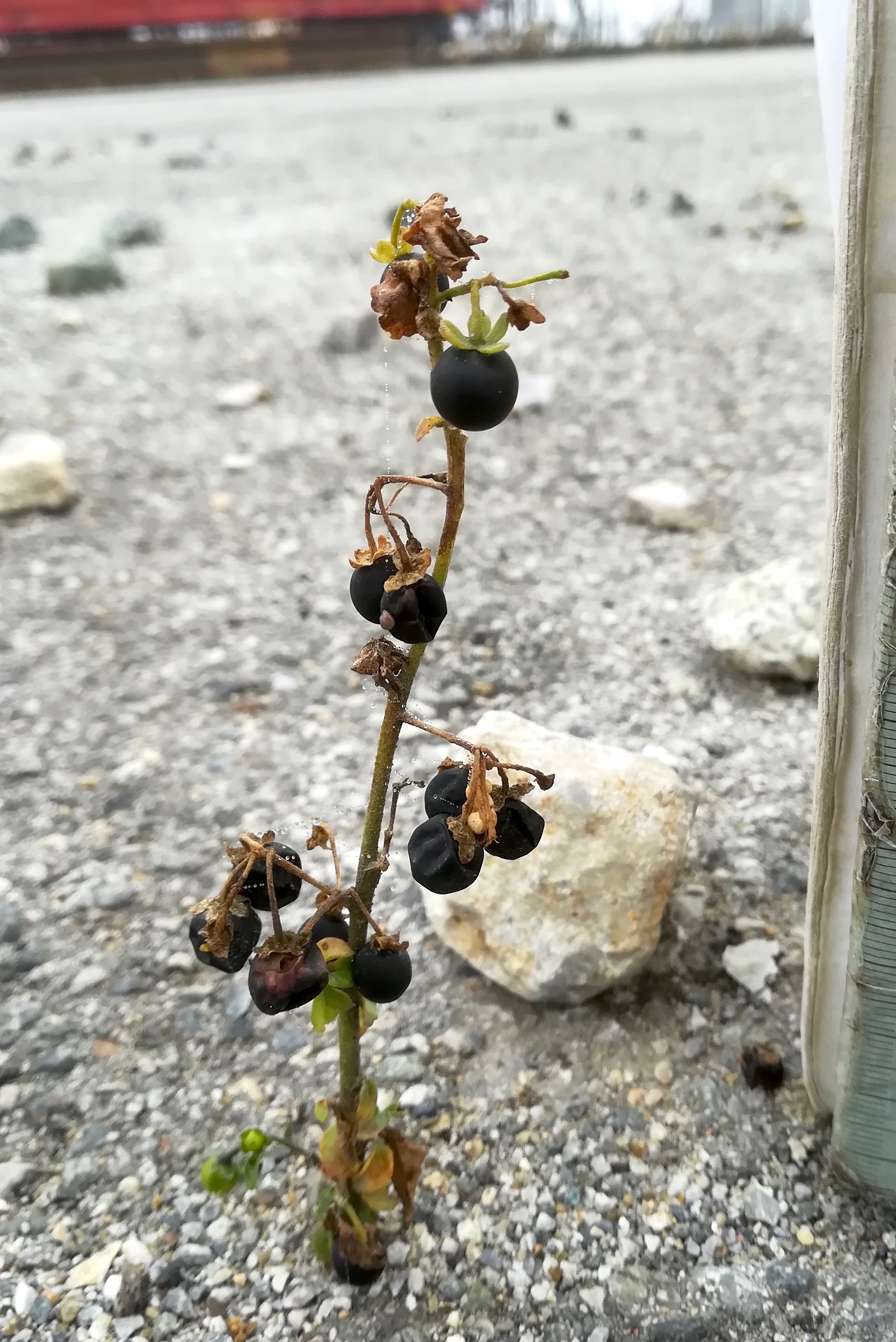 solanum nigrum bei bhf götzendorf_20191013_102852.jpg