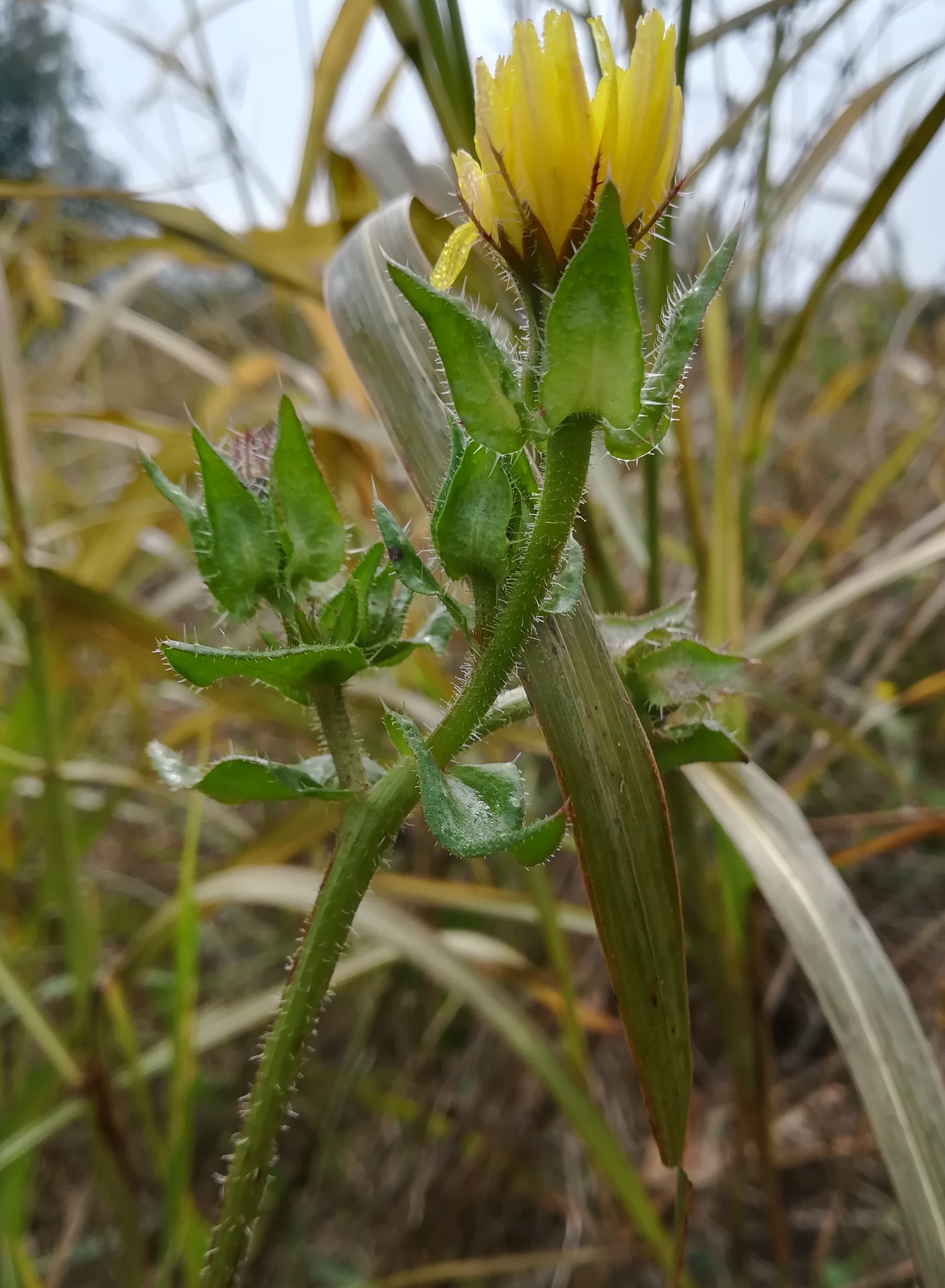 helminthotheca echioides bei bhf götzendorf_20191013_121006.jpg