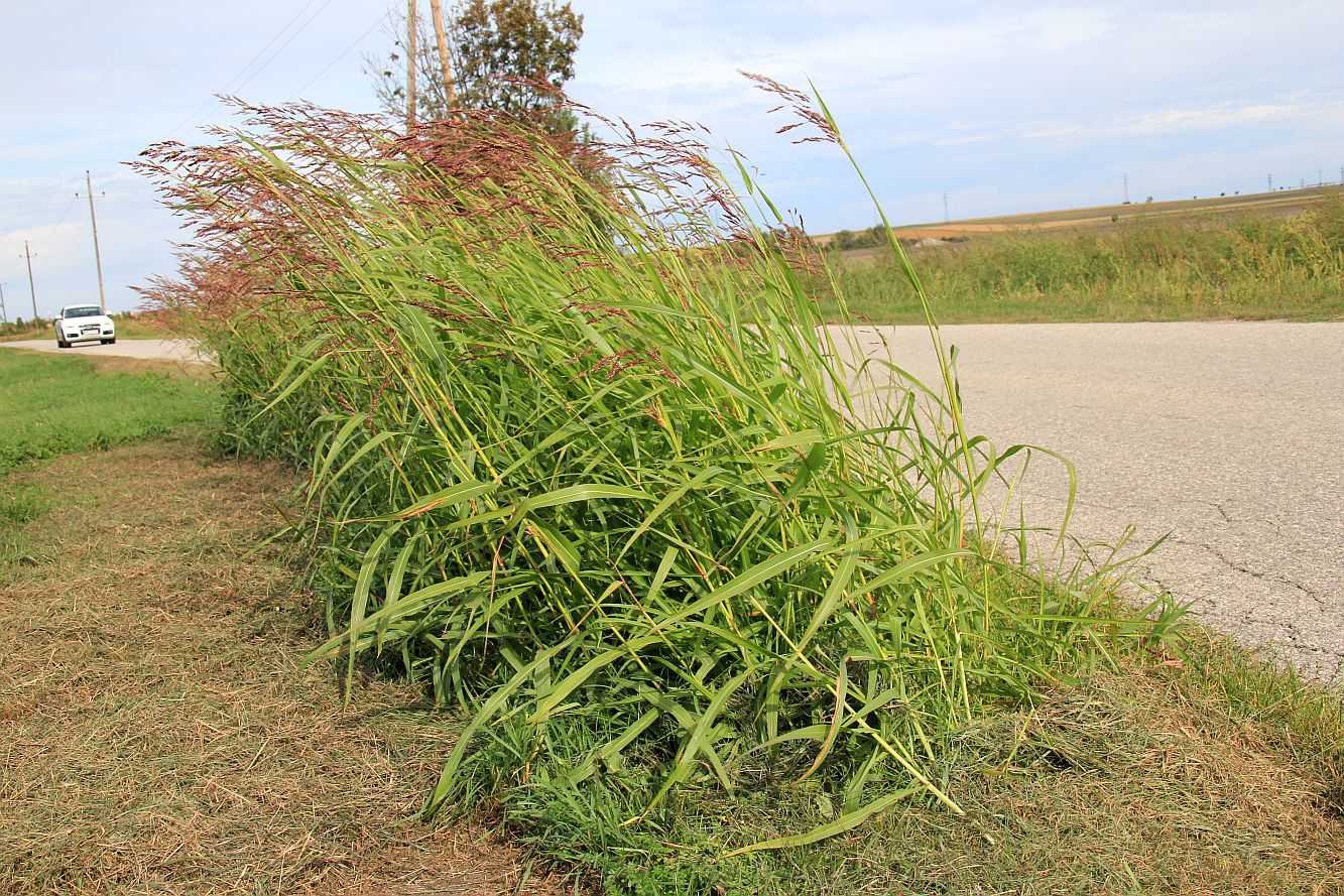 Sorghum halepense Velm_20190927_12.jpg