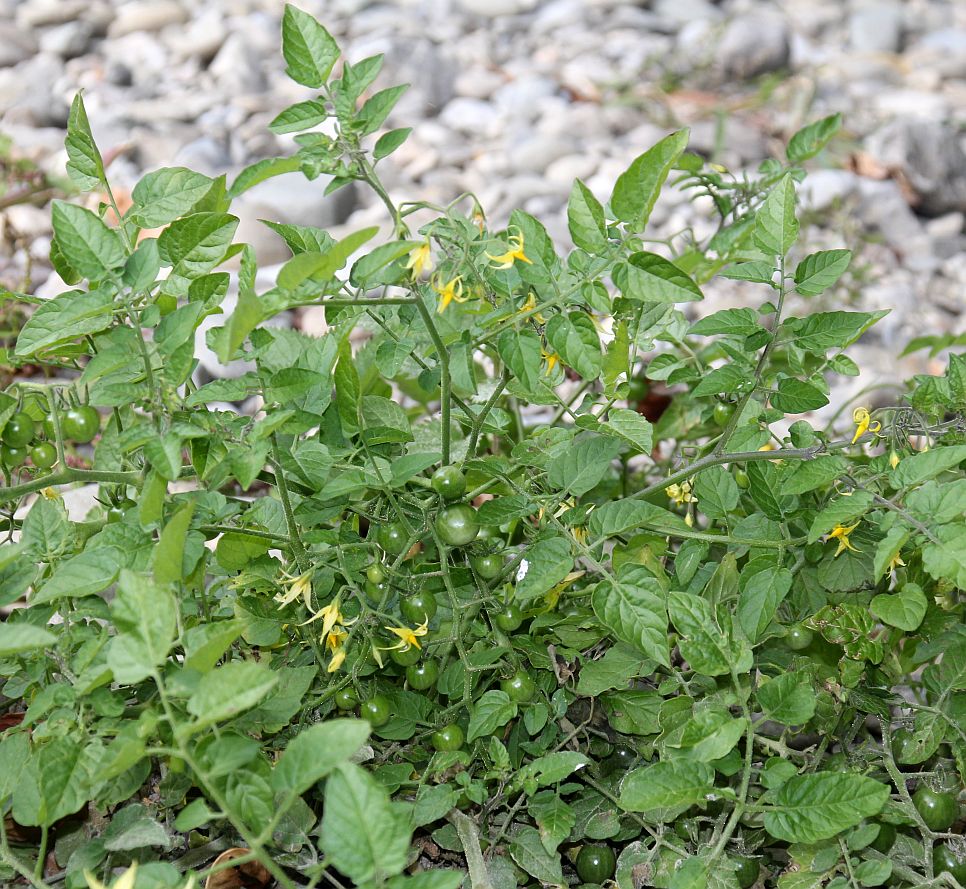 Solanum pimpinellifolium Schwechatau Wienersdorf_20190924_04.jpg