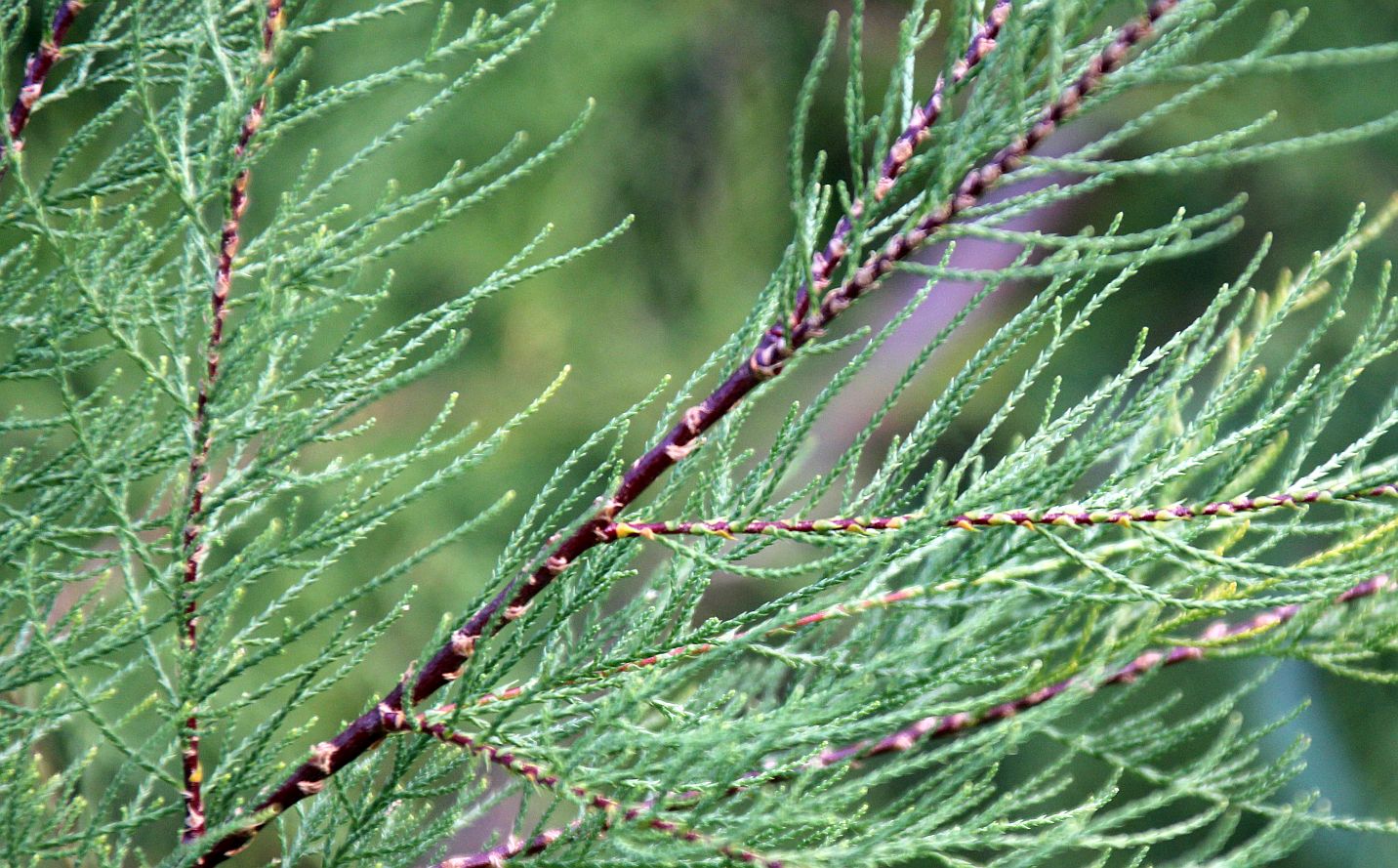 Tamarix parviflora Schwechatau Tribuswinkel_20190924_08.jpg