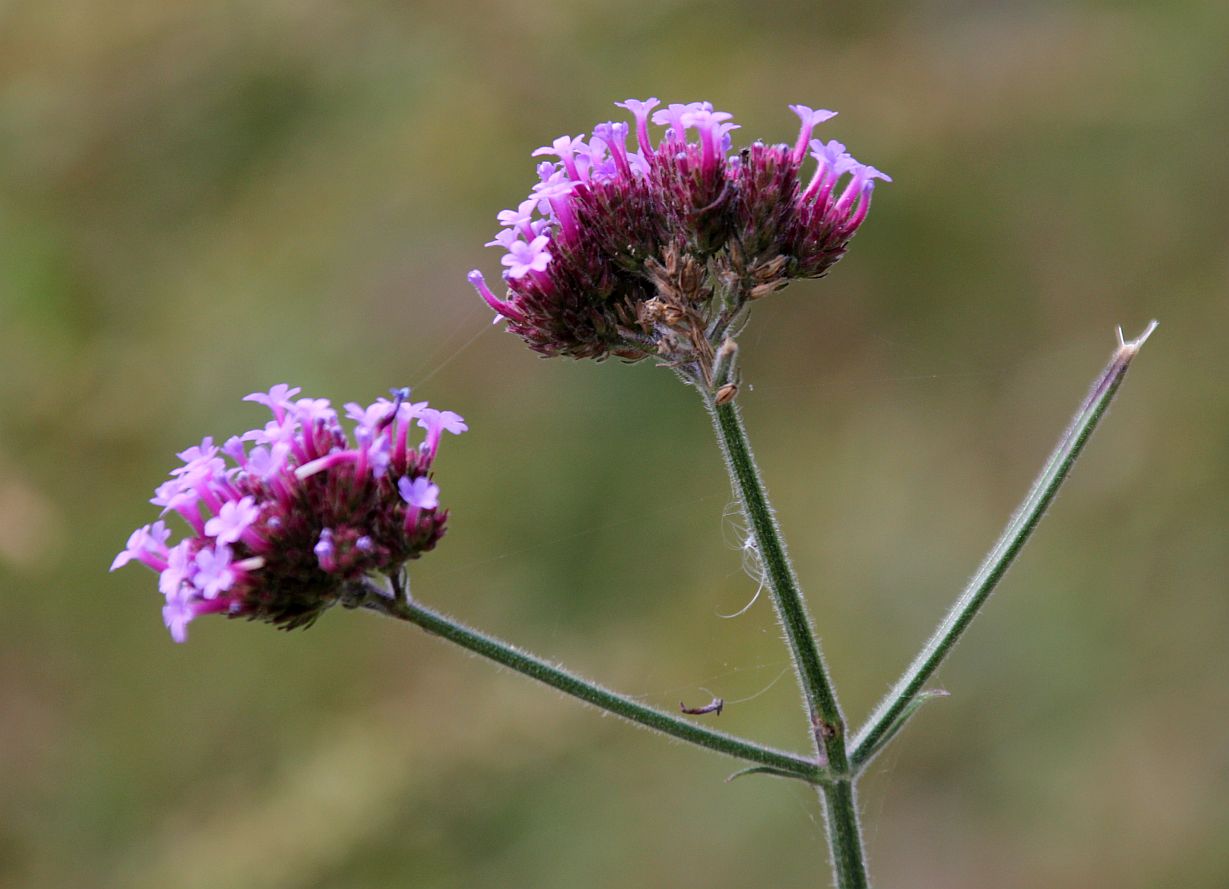Verbena bonariensis Schwechatau Wienersdorf_20190924_03.jpg
