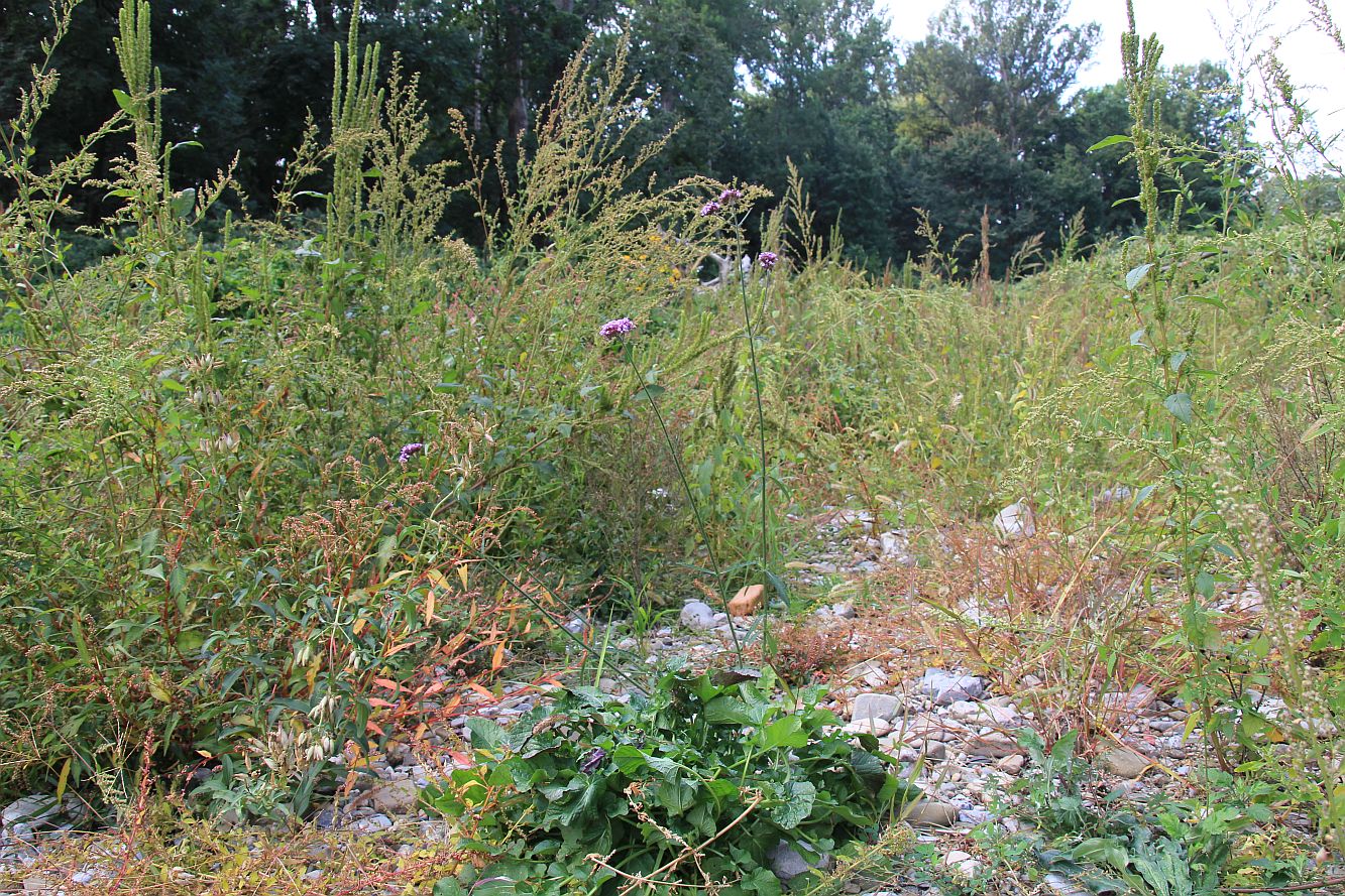 Verbena bonariensis Schwechatau Wienersdorf_20190924_07.jpg