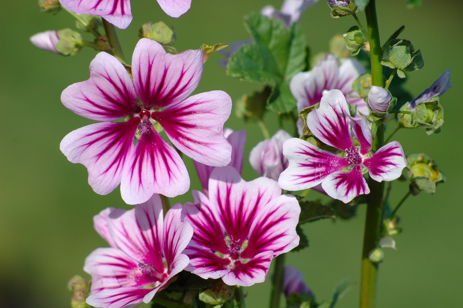 Malva.sylvestris.Zebrina.Schmidham.jpg