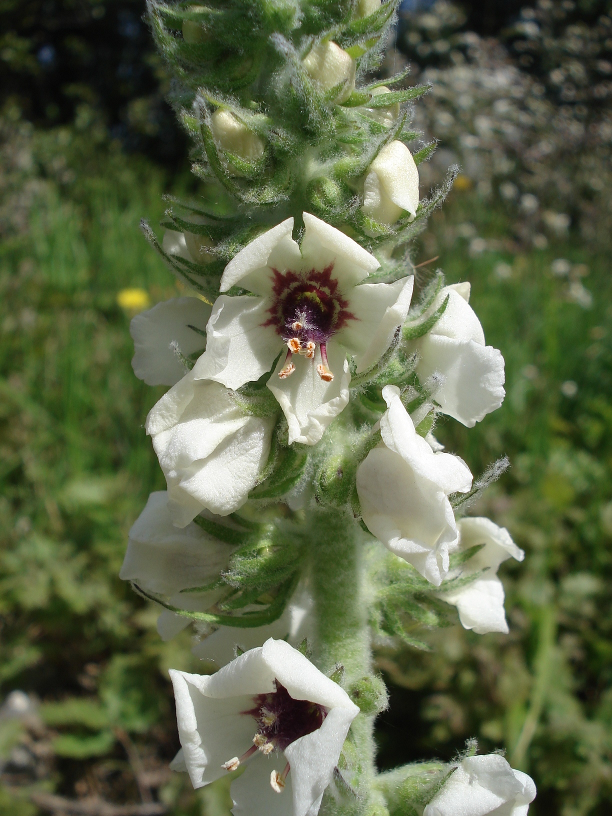 Verbascum.boerhavii.fo.albiflora.cf.Frankreich.Var.Mons.jpg