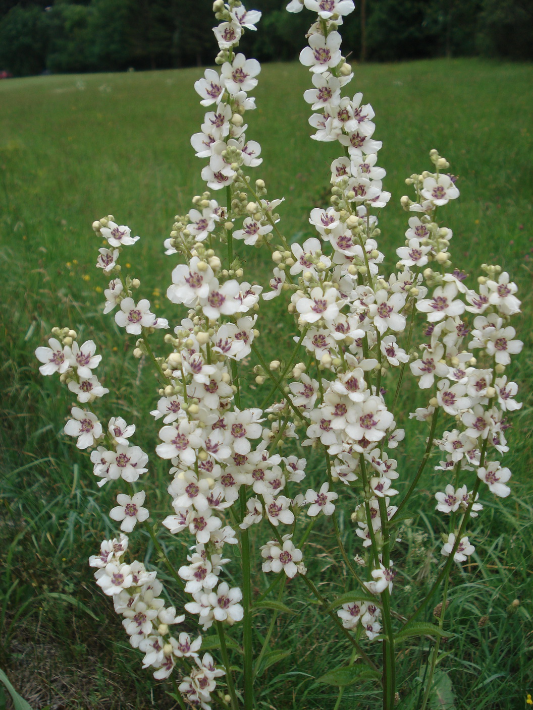 Verbascum.chaixii.ssp.austriacum.fo.albiflorum.St-Kapellen .18.7.19.JPG