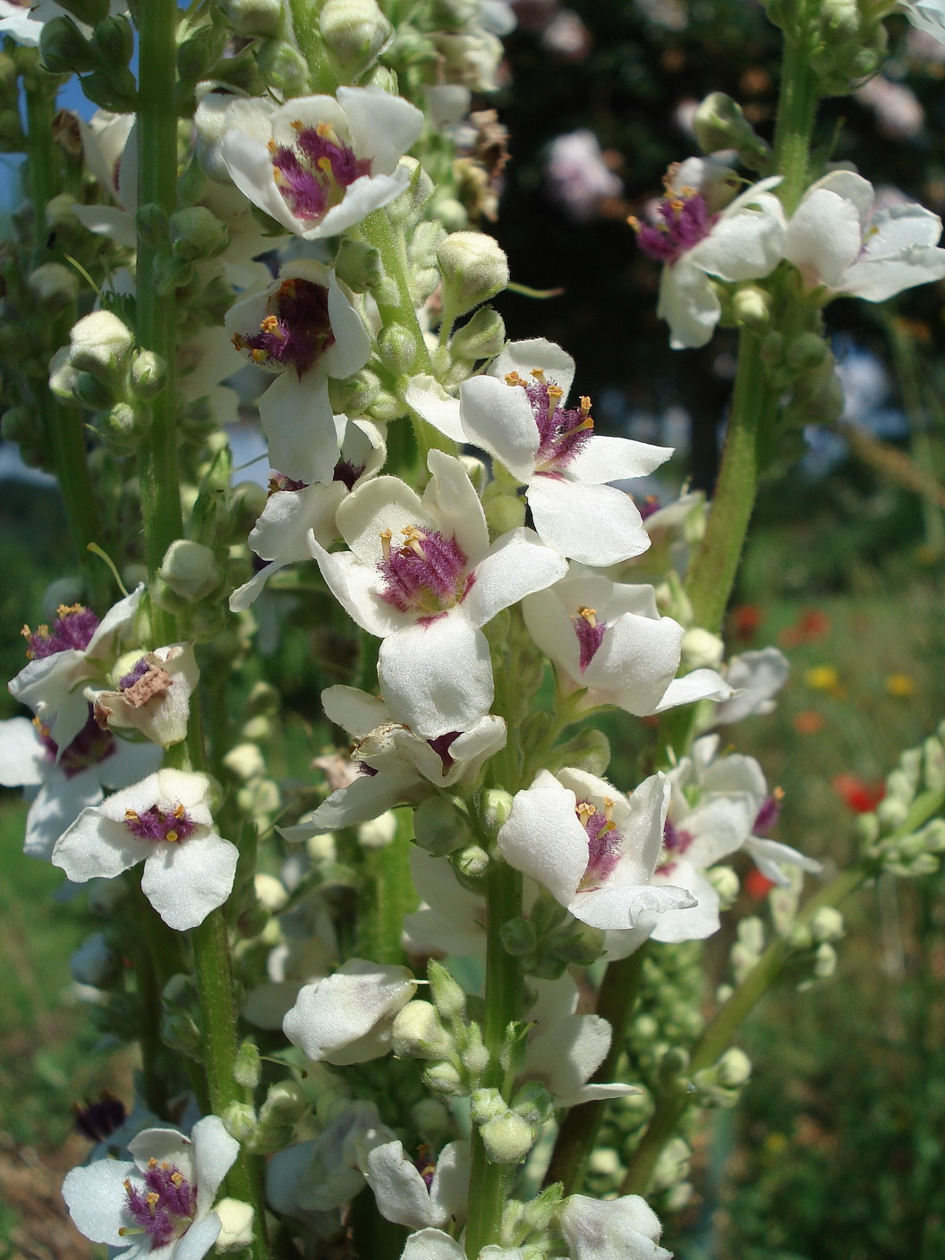 Verbascum.chaixii.ssp.chaixii.Frankreich.Provence.jpg