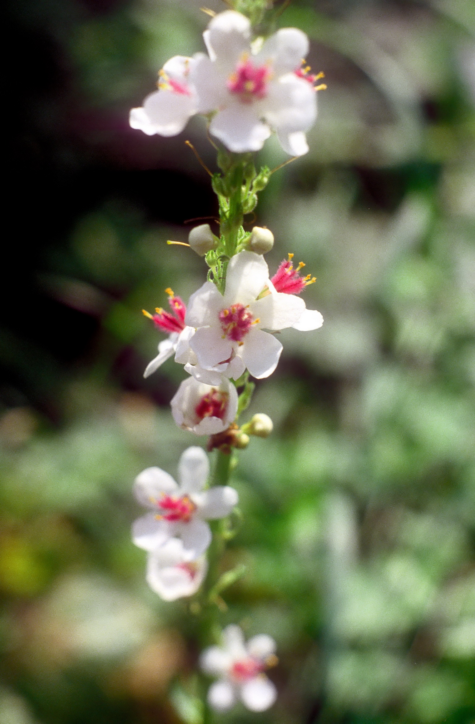 Verbascum.nigrum.fo.albiflorum.NÖ-Hainfeld.22.8.95.jpg