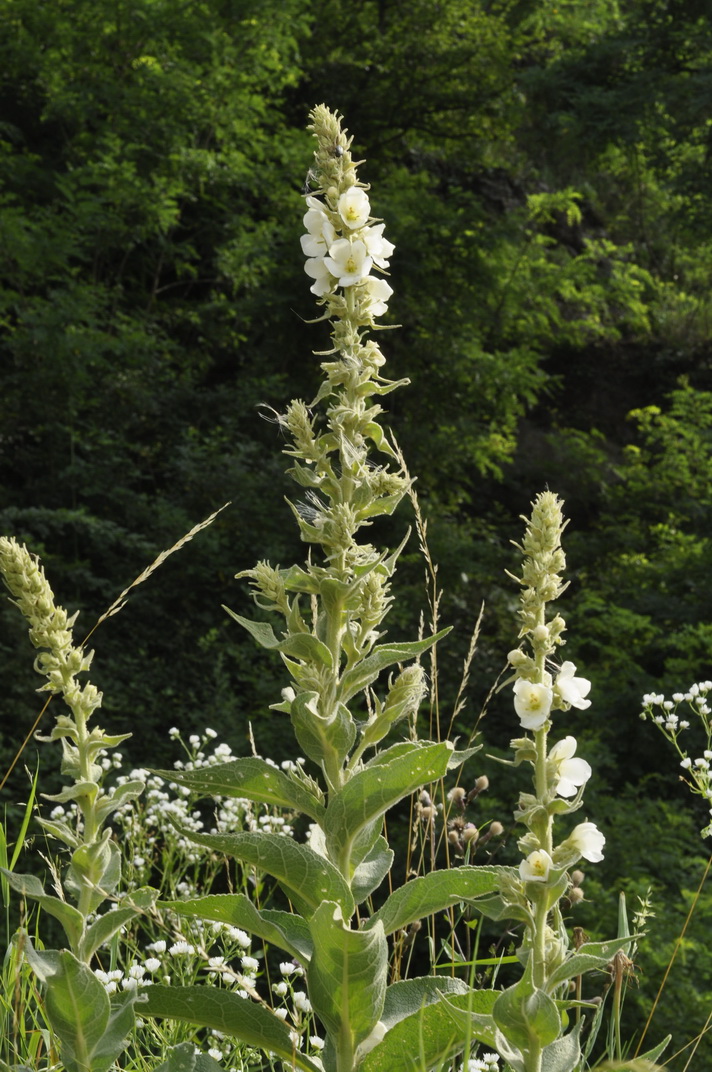 Verbascum.thapsus.fo.albus.N-Persenbeug. PH.jpg