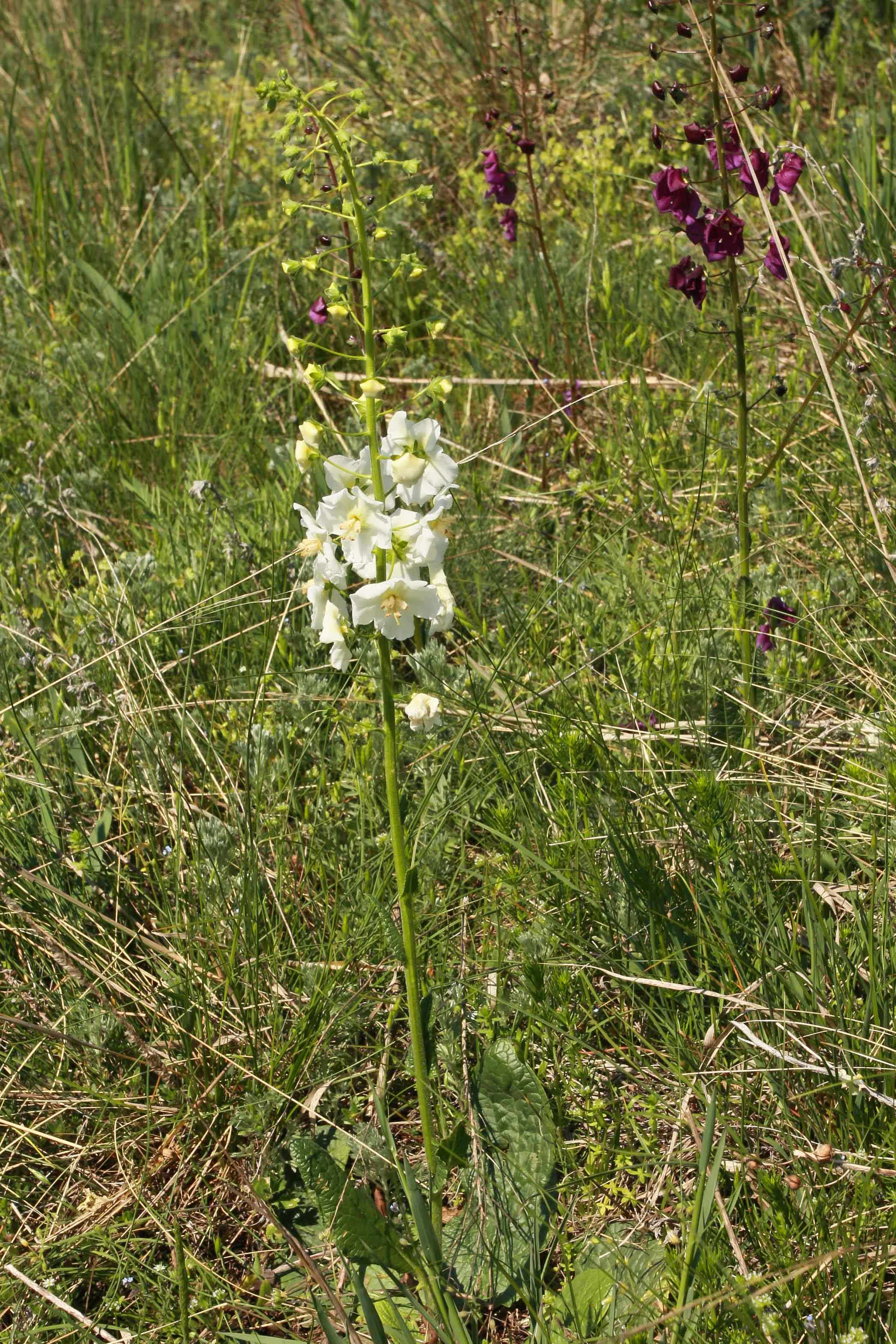Verbascum_phoeniceum6_Jungerberg_2010_04_30.jpg