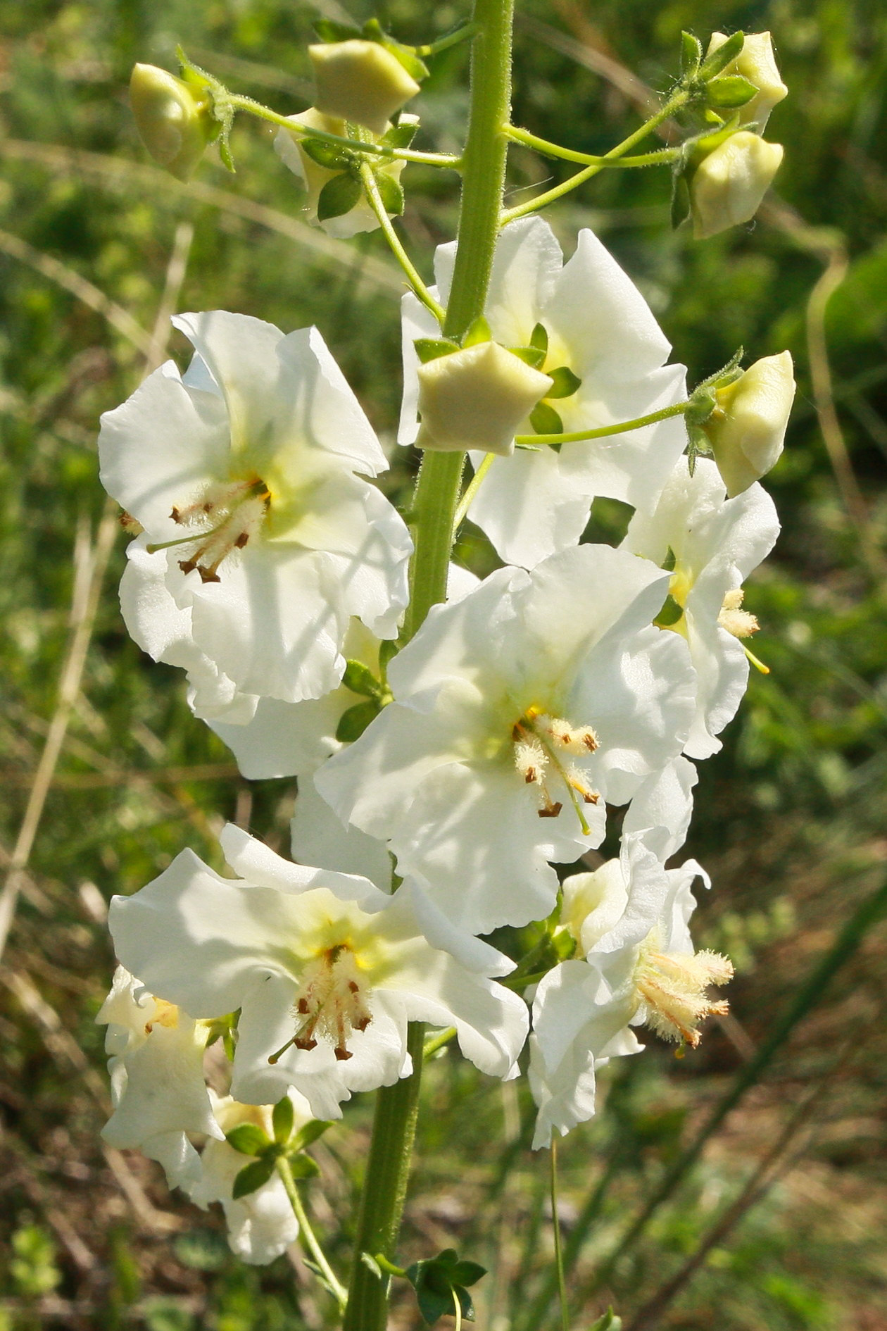 Verbascum_phoeniceum9_Jungerberg_2010_04_30.jpg