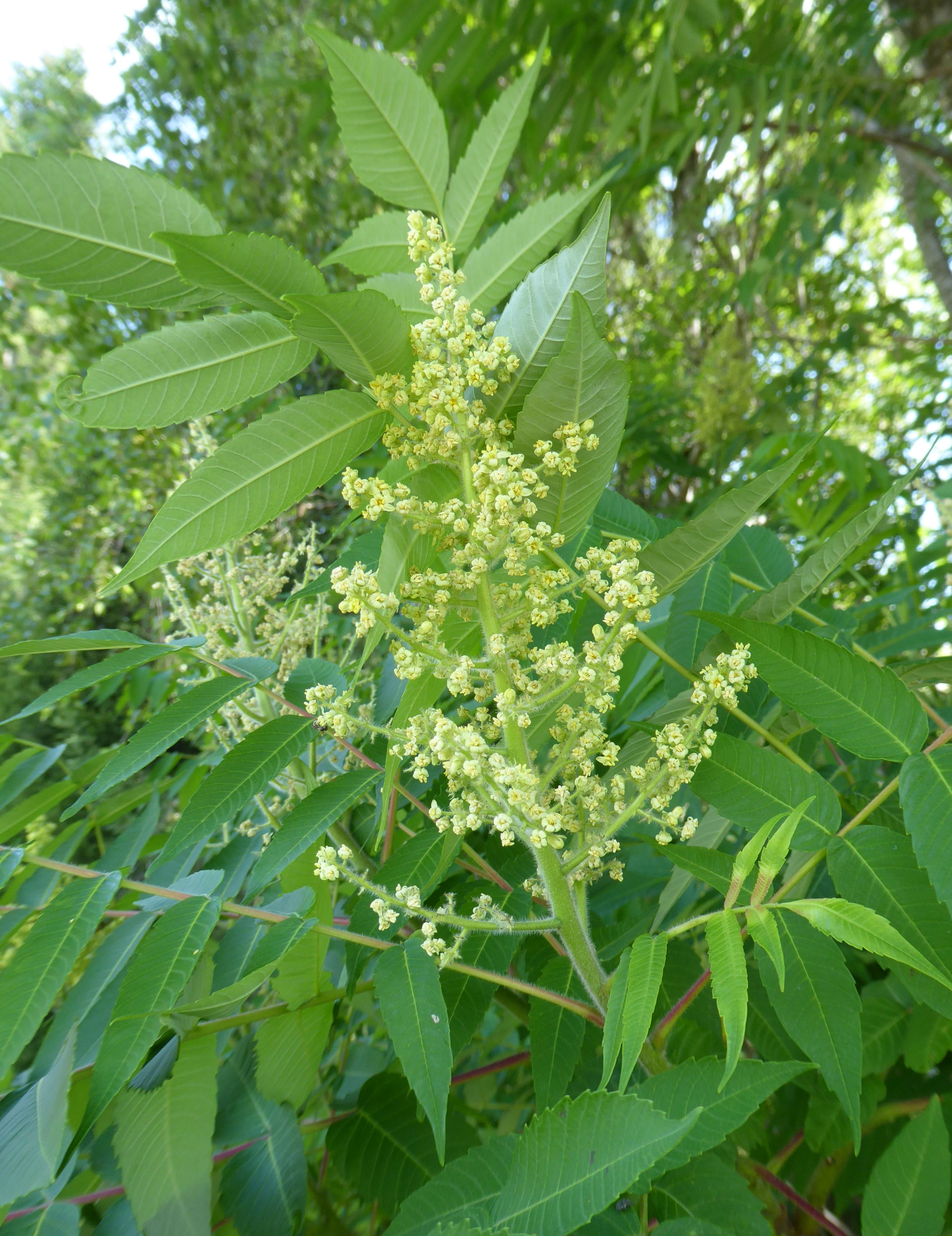 0Bot P1110202 welcher baum.JPG