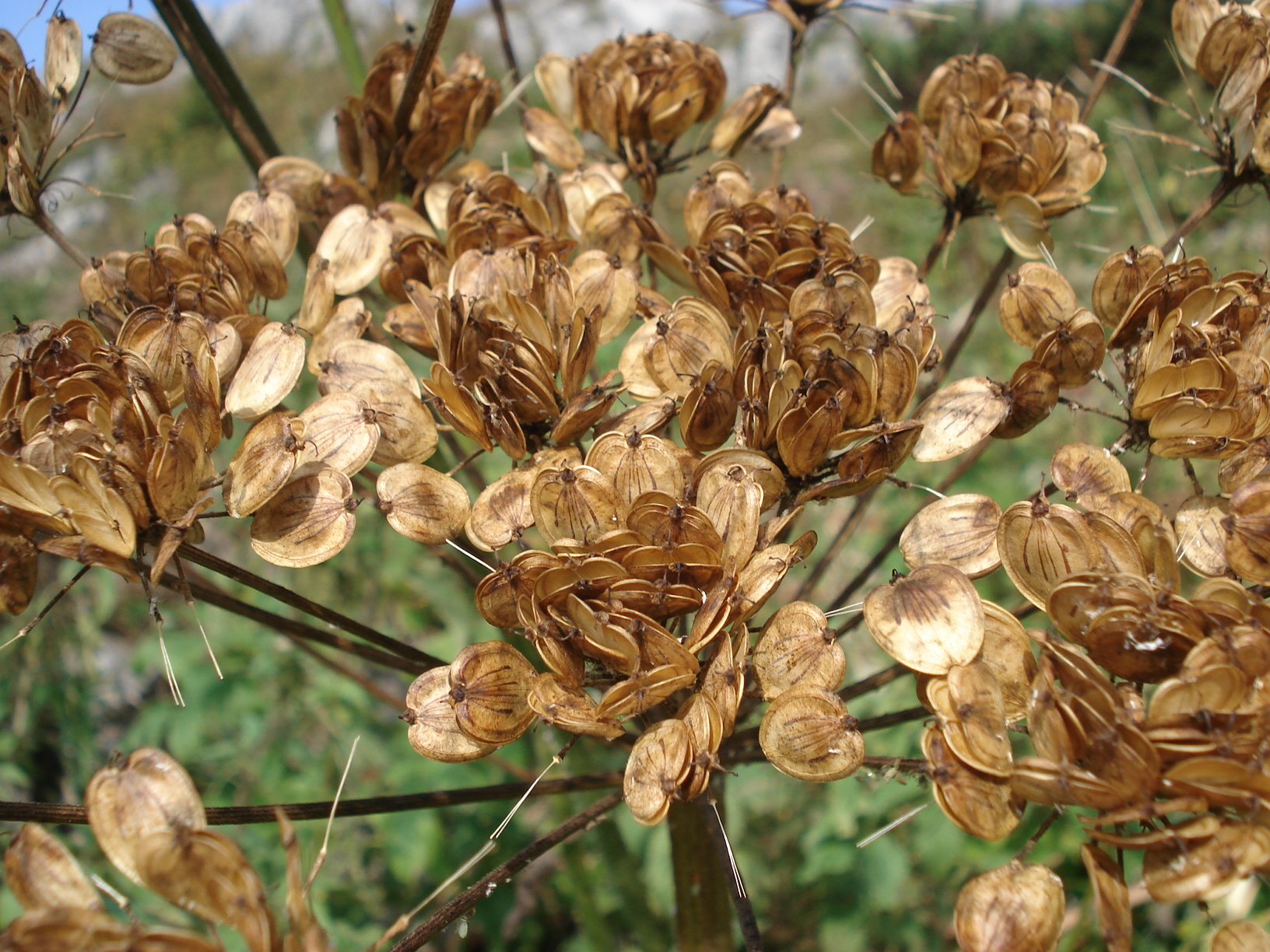 Heracleum.sphondylium.Tamischbachturm.Ennstaler.Hütte.Gesäuse.jpg