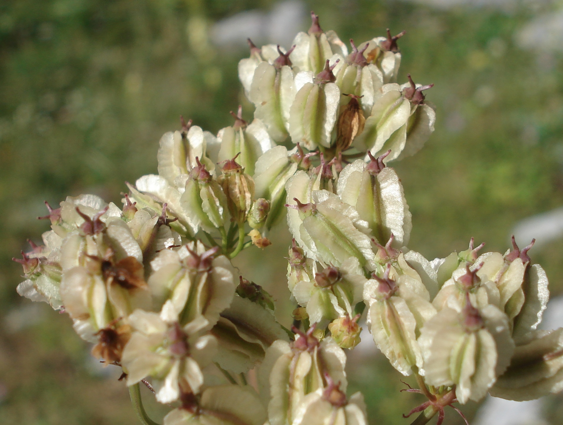 Laserpitium.peucedanoides.Slo-Jul.Alp.7-Seental.JPG