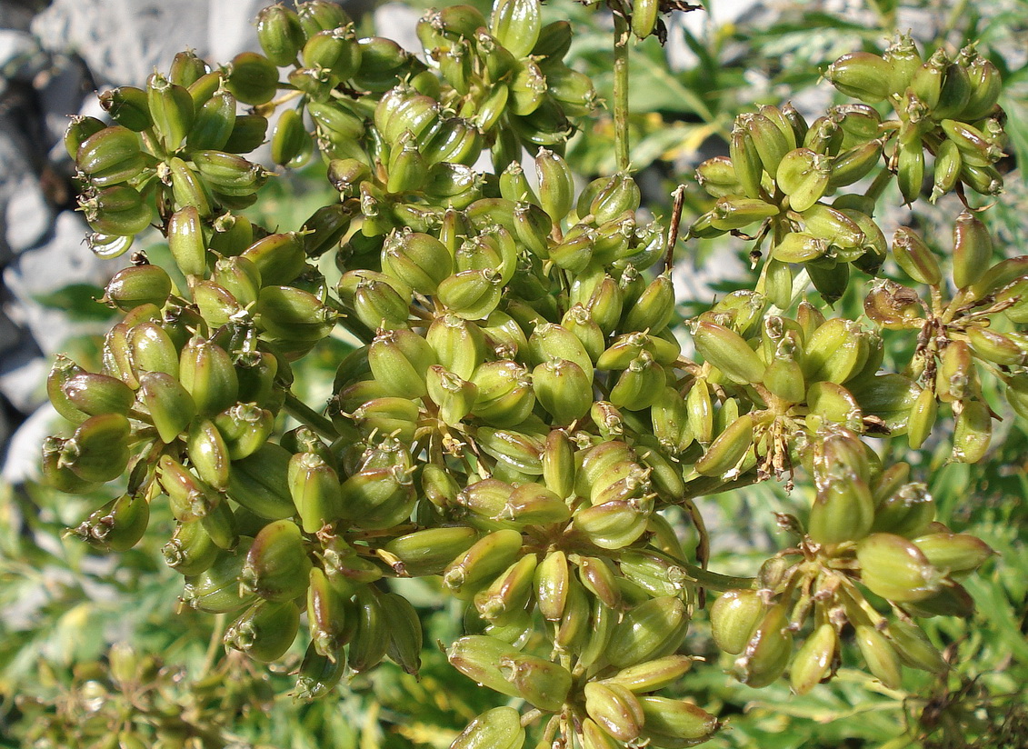 Molopospermum.peloponnesiacum.I-Presolana. Rif.Casinelli.JPG