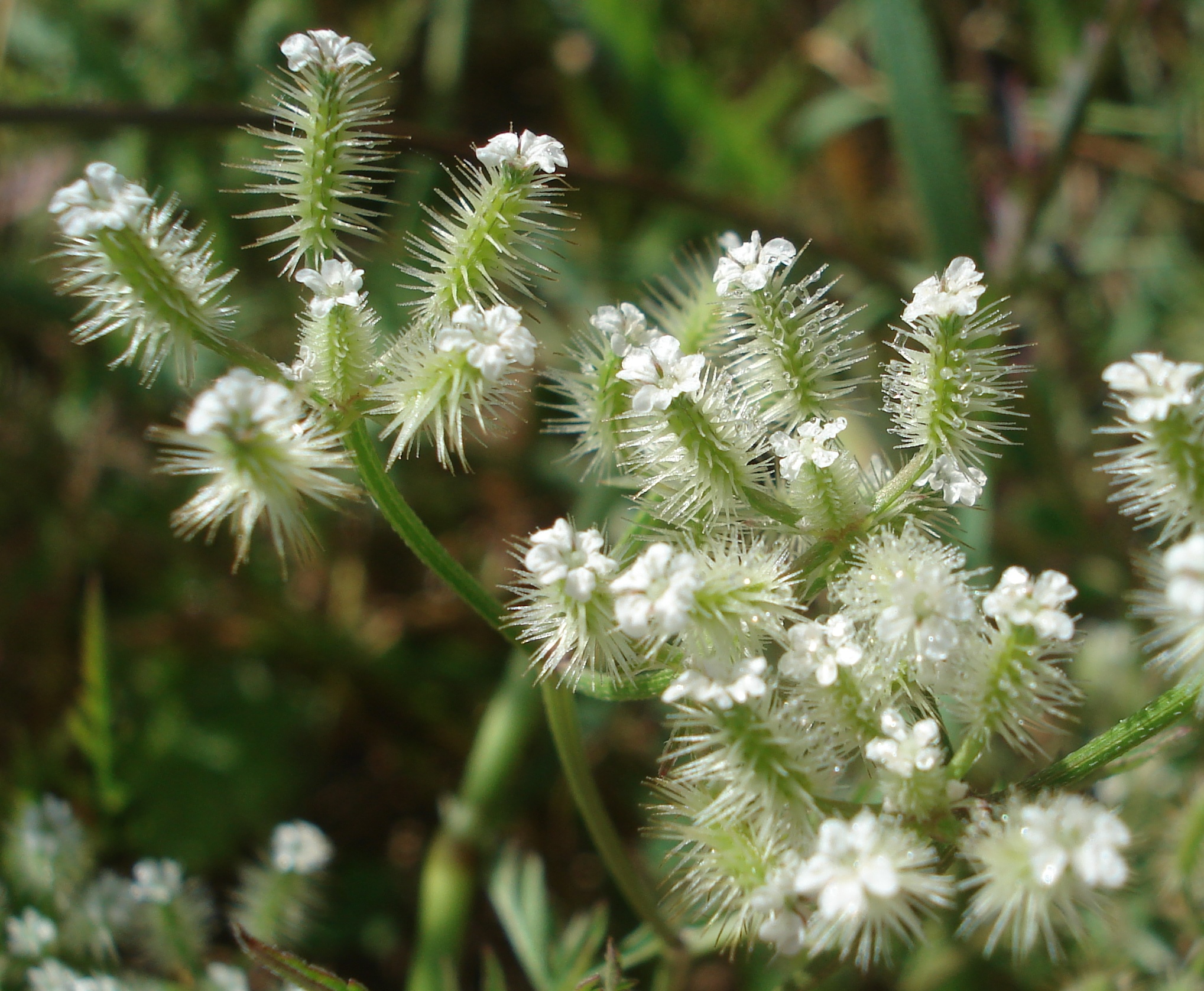 Torilis.leptophylla.Feinblatt-Klett.TR-Lykien. Adrasan.JPG