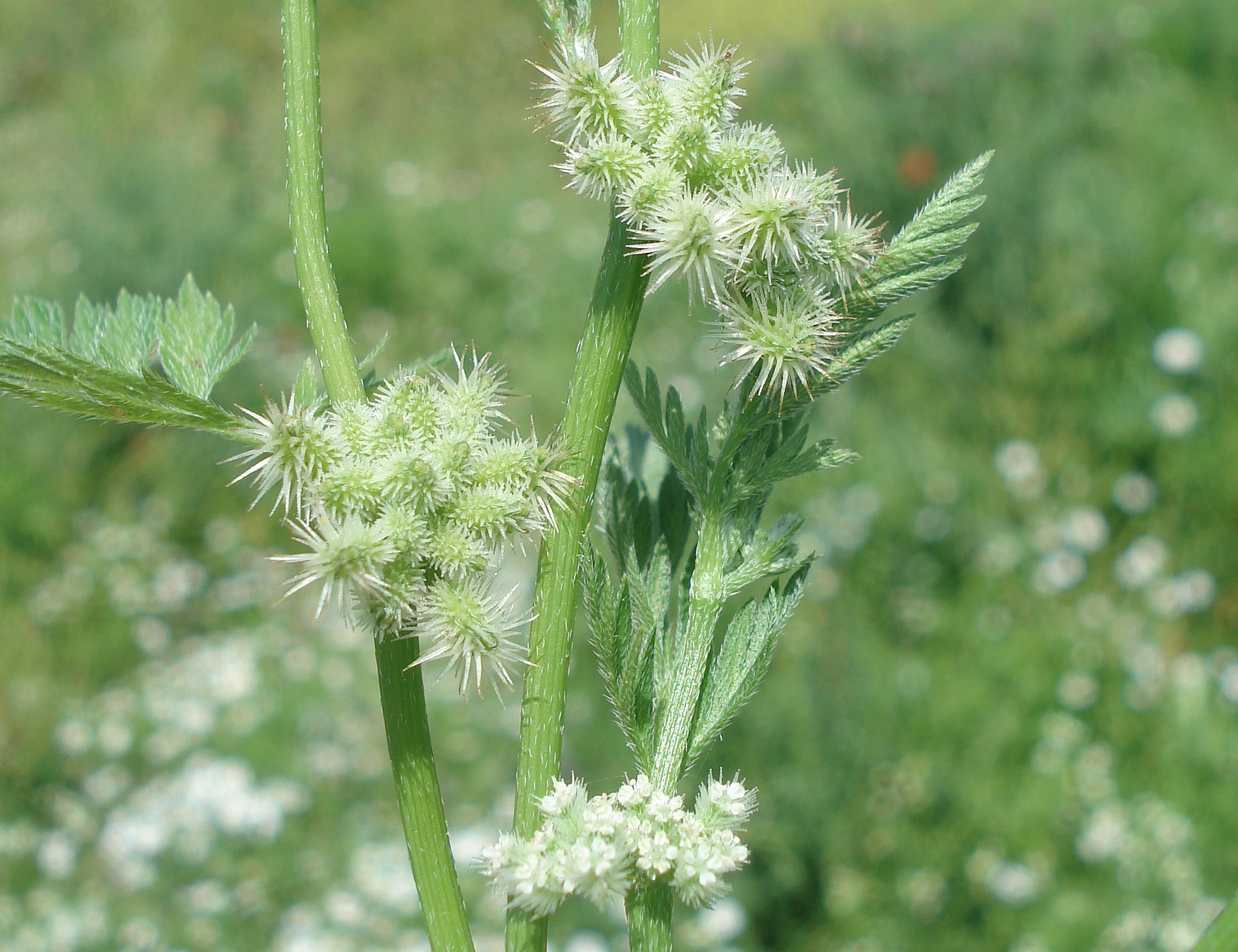 Torilis.nodosa.Knoten-Klettenker.TR-Lykien.Terikova.JPG