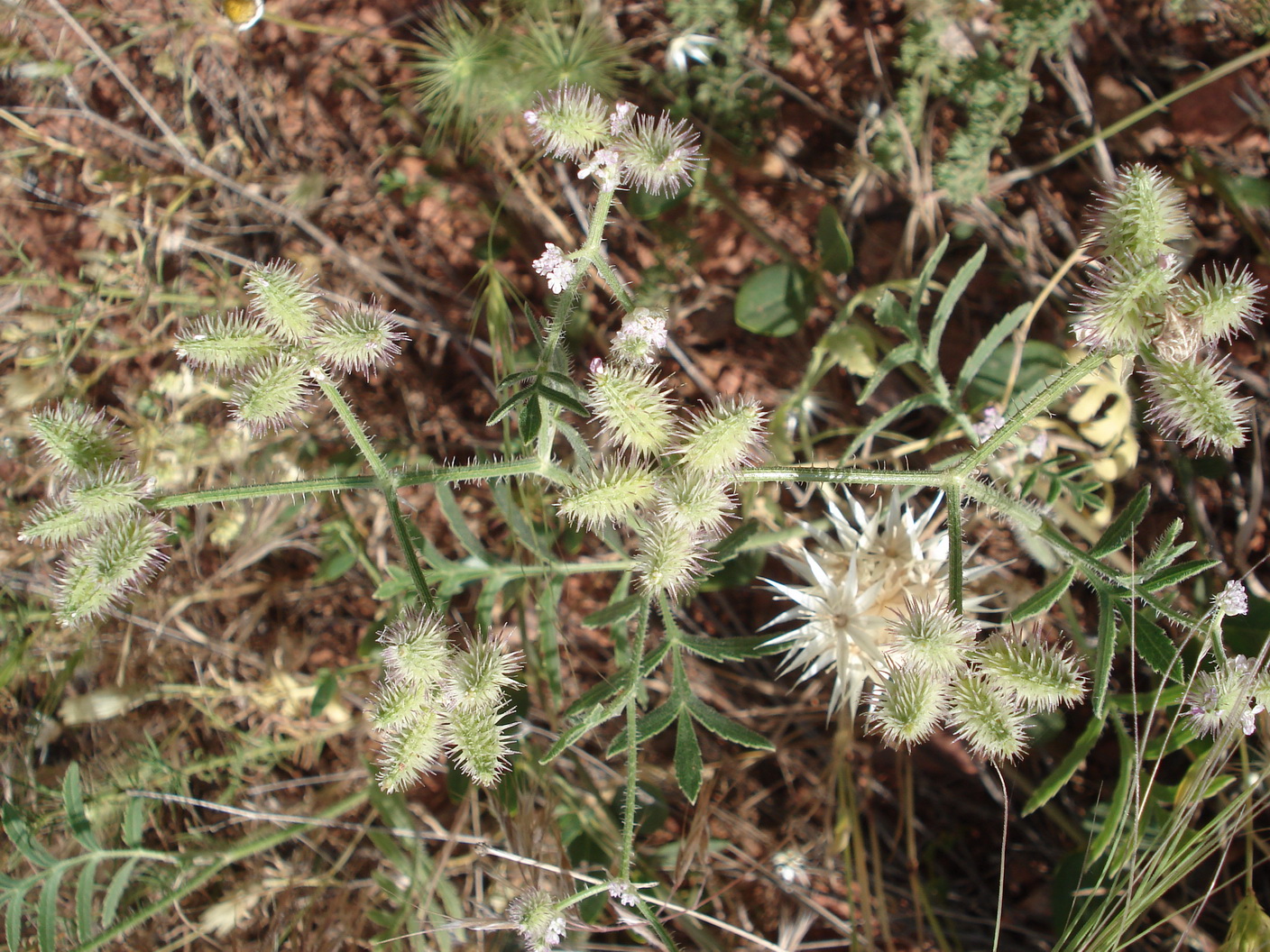 Turgenia.latifolia.Iran-Elburs.Khalkhal 28.05.19.JPG