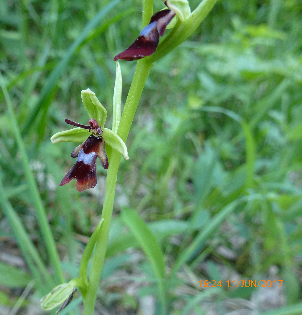 1P1440664-67  Fliegen-Ragwurz Ophrys insectifera einige.JPG
