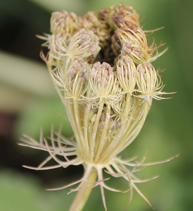 Ammi visnaga Moellersdorf_20190908_12.jpg