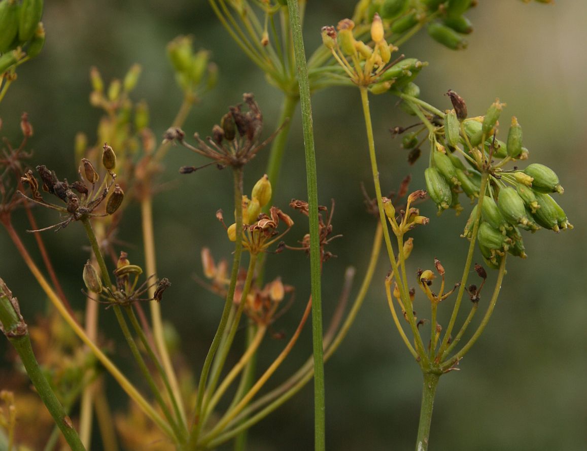 Peucedanum officinale fruchtend Salzsteppe Baumgarten_20100915_07.jpg