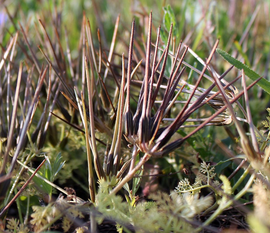 Scandix_pecten-veneris_Brache_Rudi_Schmid_Traiskirchen_20130621_05.jpg