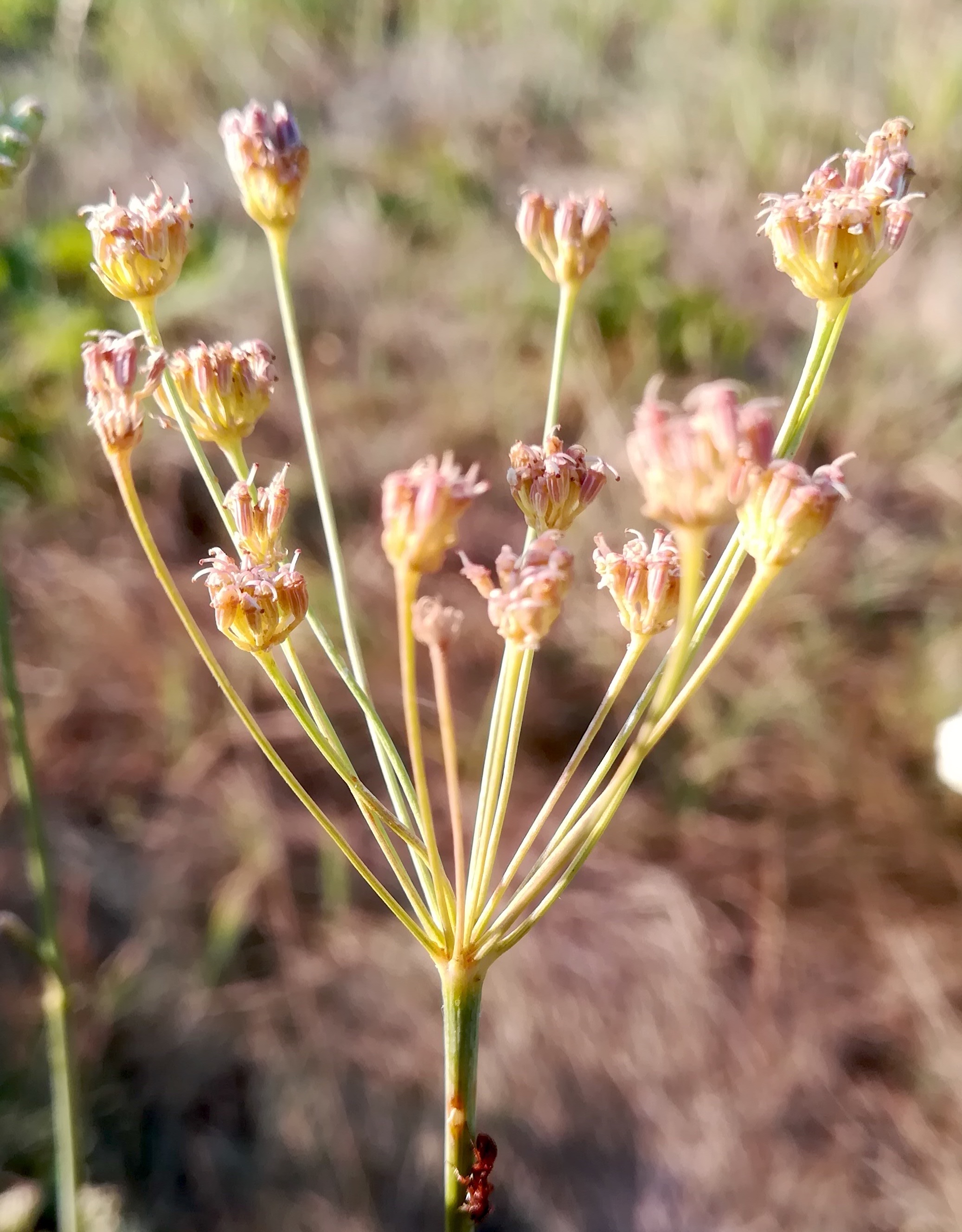 seseli pallasii bhf götzendorf_20190726_072212.jpg