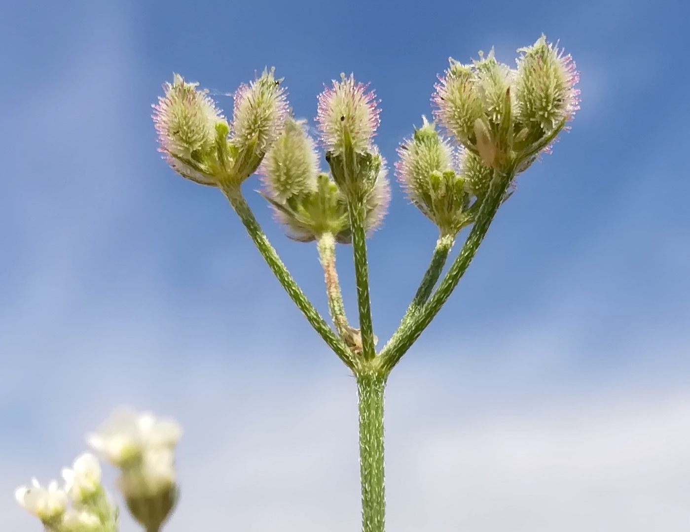 torilis arvensis karlsdorf bei enzersdorf a. d. fischa_20190707_101903.jpg