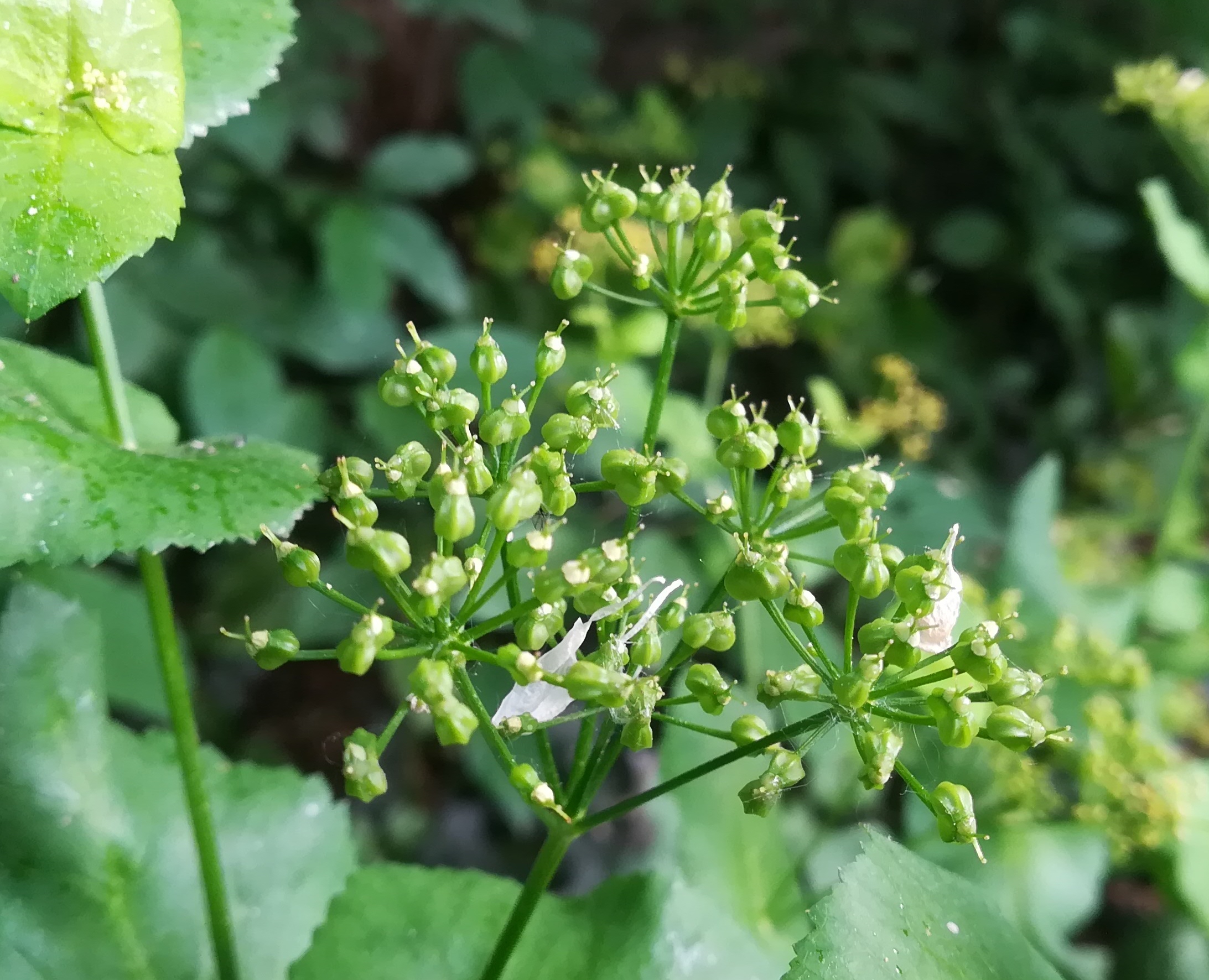 smyrnium perfoliatum graf-starhemberg-gasse_20180507_162245.jpg