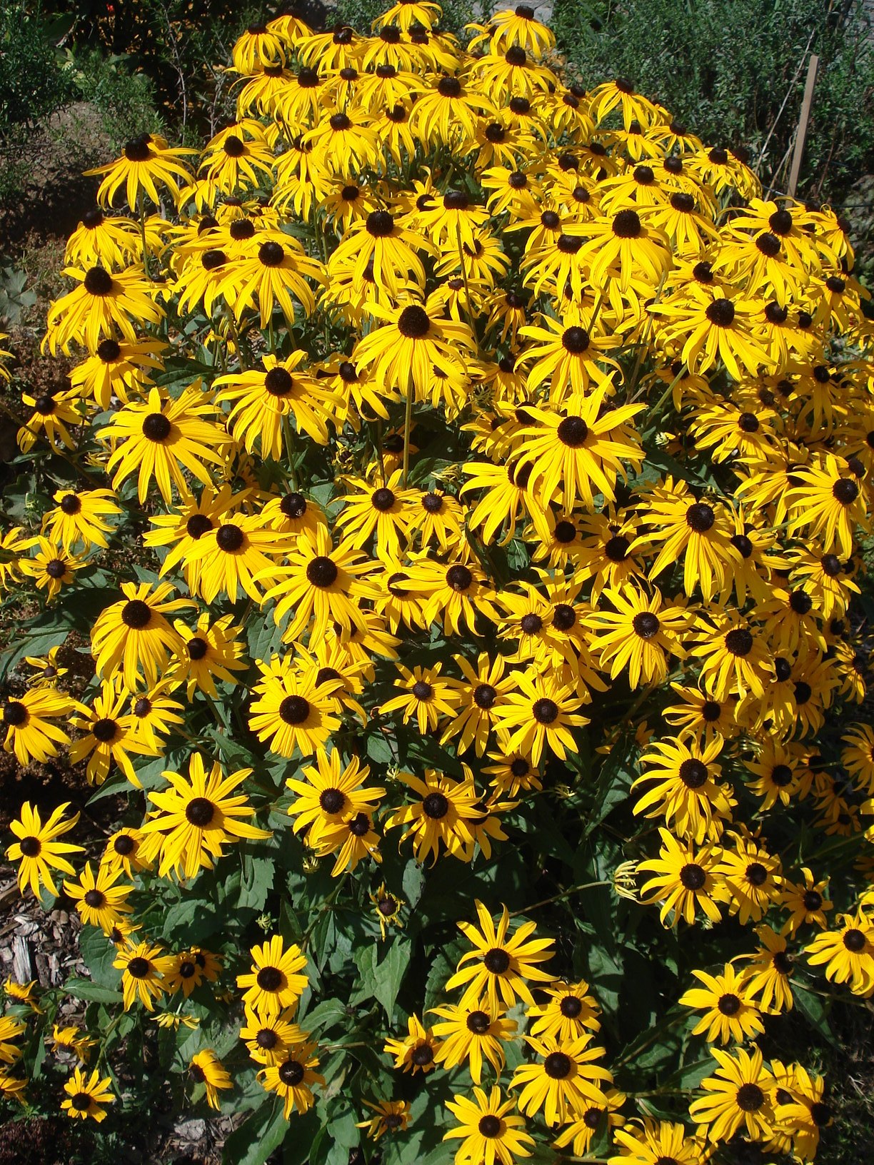 Rudbeckia.fulgida.var.sullivantii.jpg