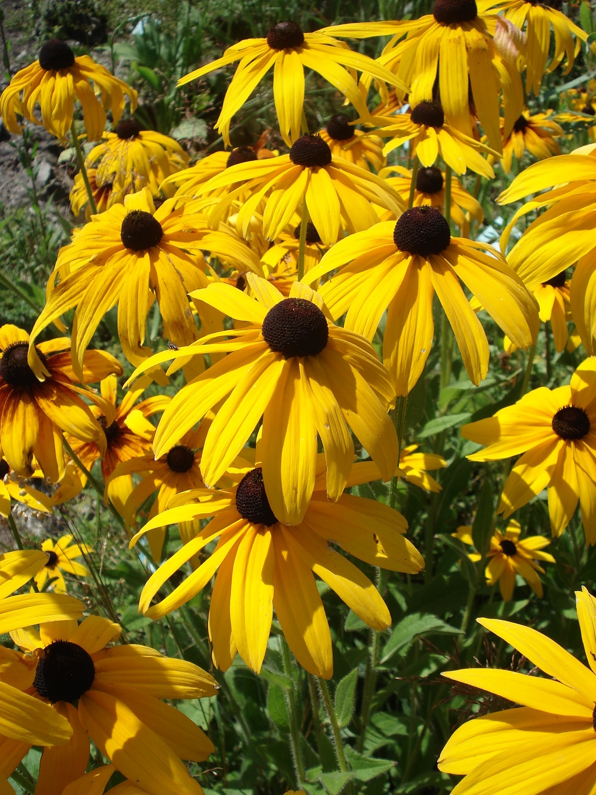 Rudbeckia.hirta.jpg