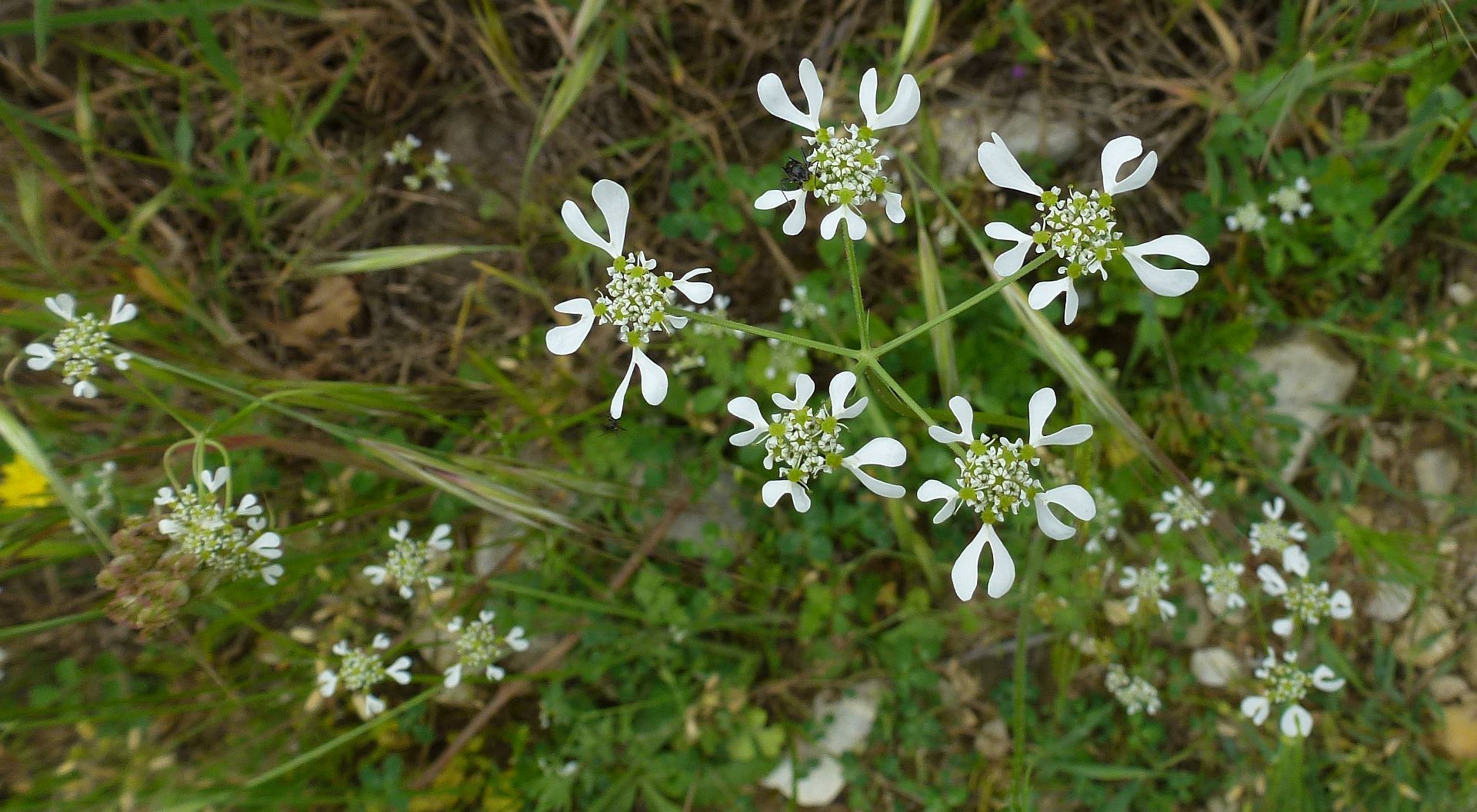 P1050276-79 Apulischer Zirmet.jpg