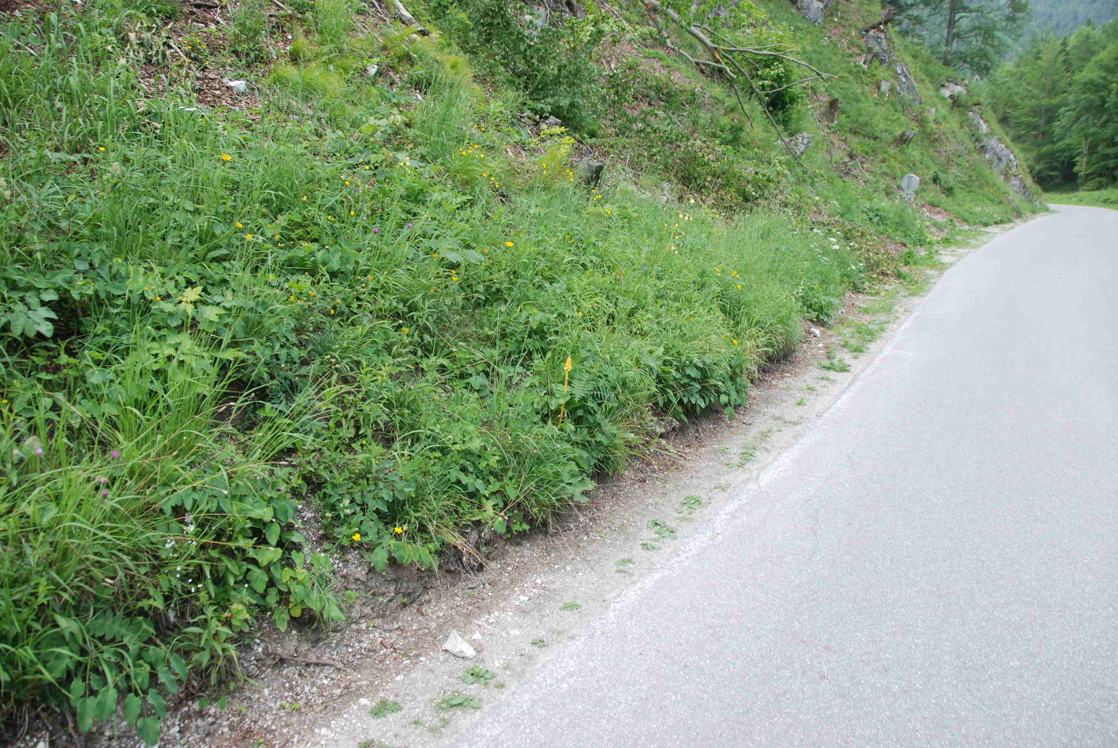 Orobanche-Straße Hinternaßwald-(7).JPG