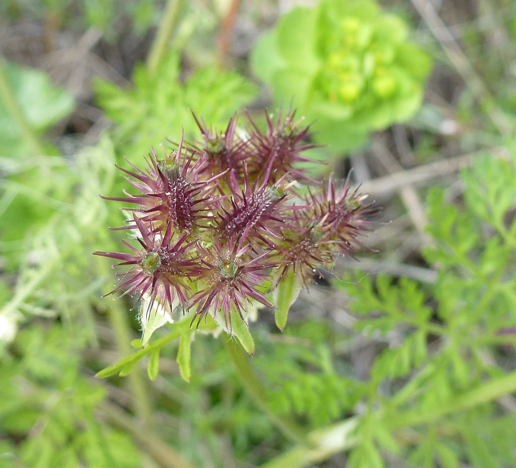 P1060459 Apiaceae-Orlaya daucoides.jpg