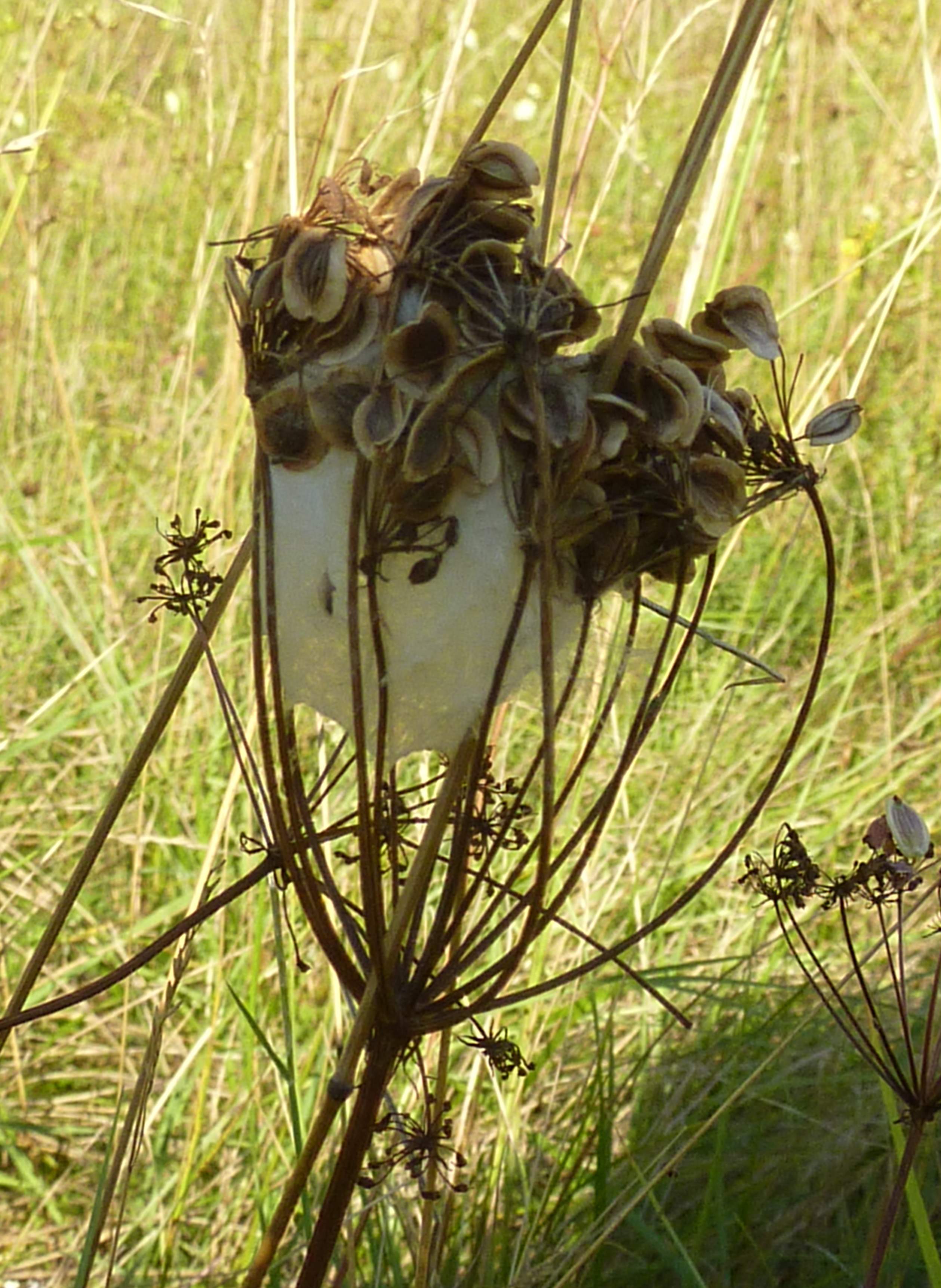 1P1070005 Araneus punctorium.JPG