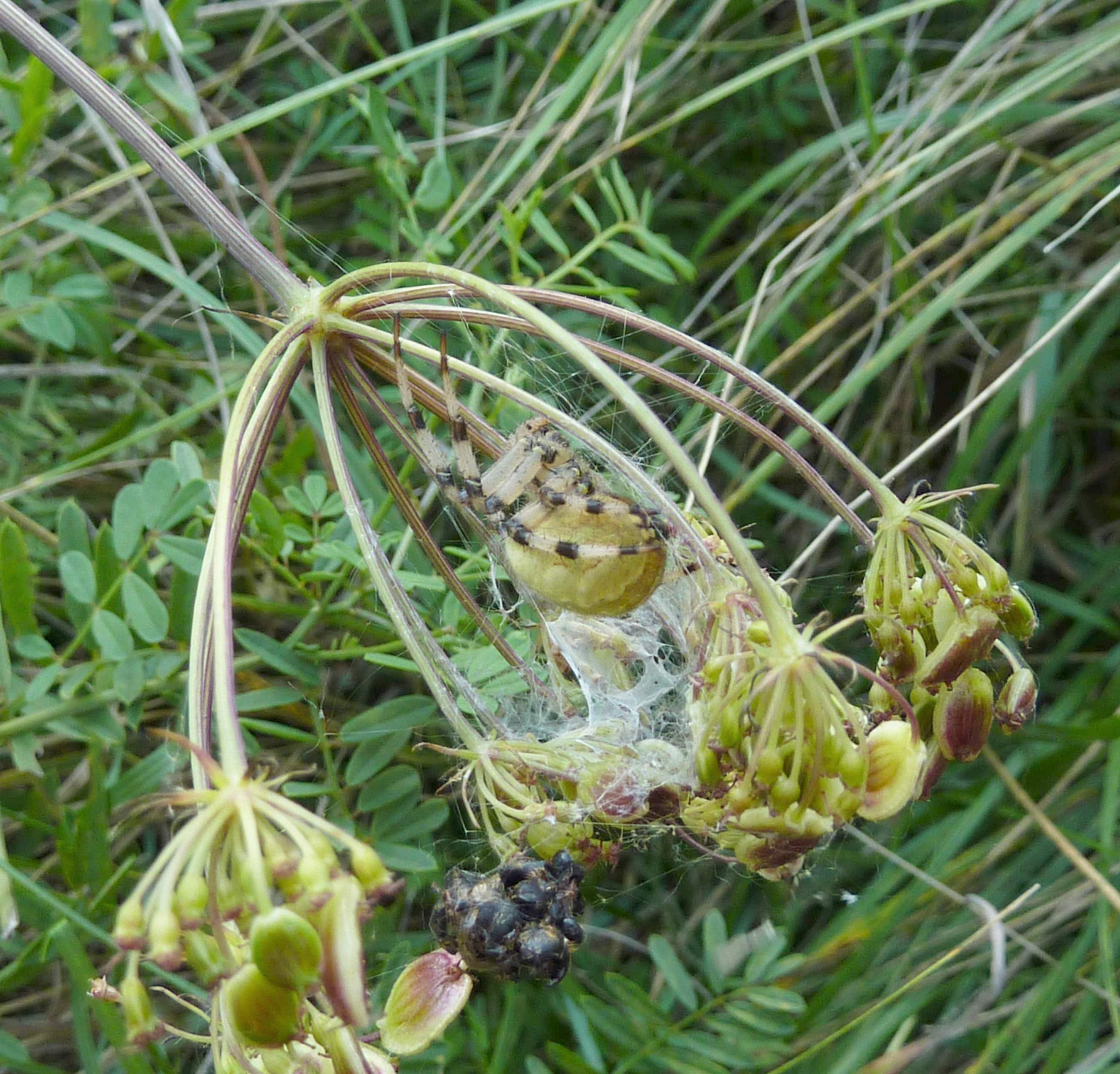 5P1070018 VierfleckkreuzSp .JPG