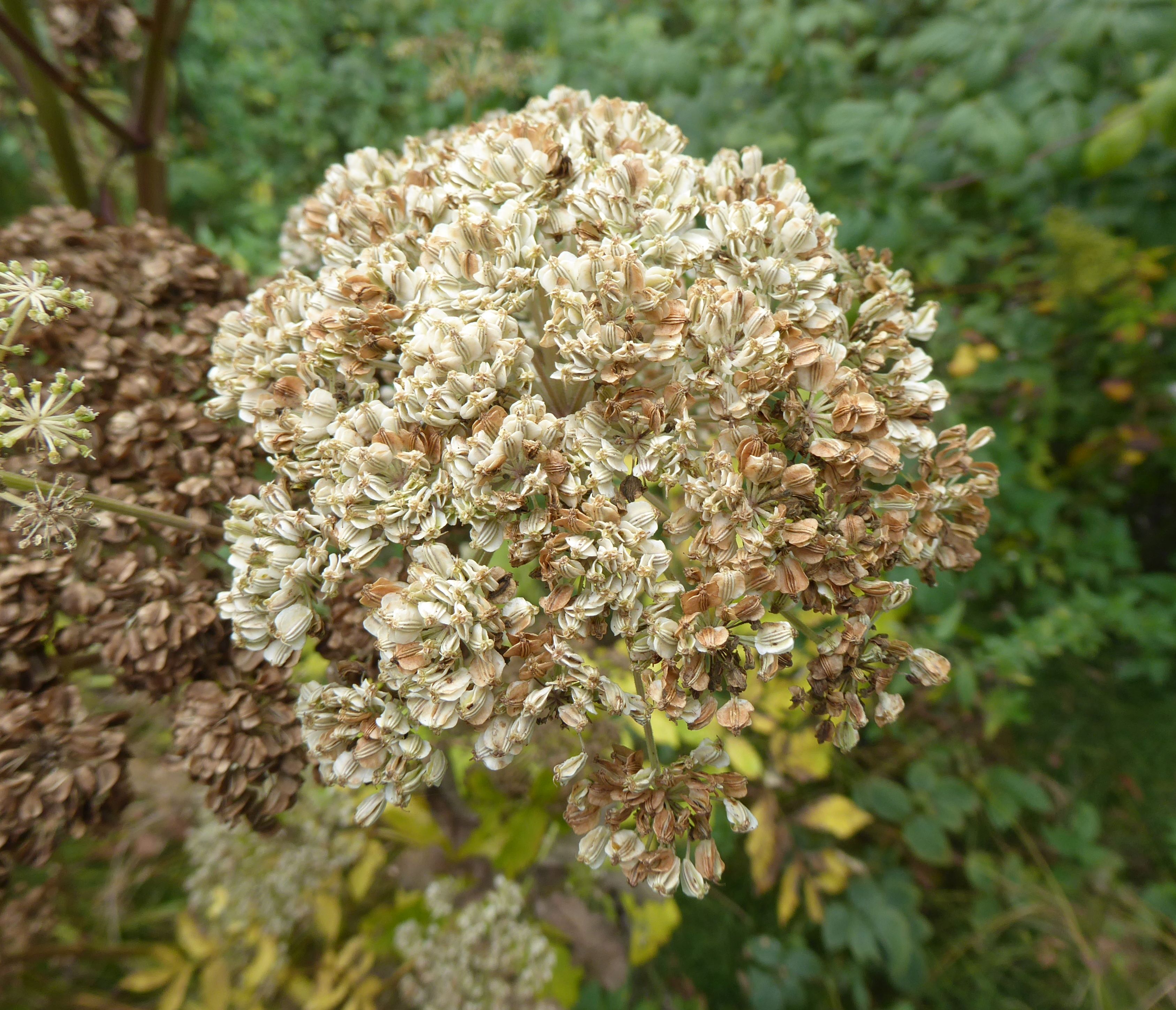 P1190755-60 Heracleum.sphondylium bei schlögen.JPG