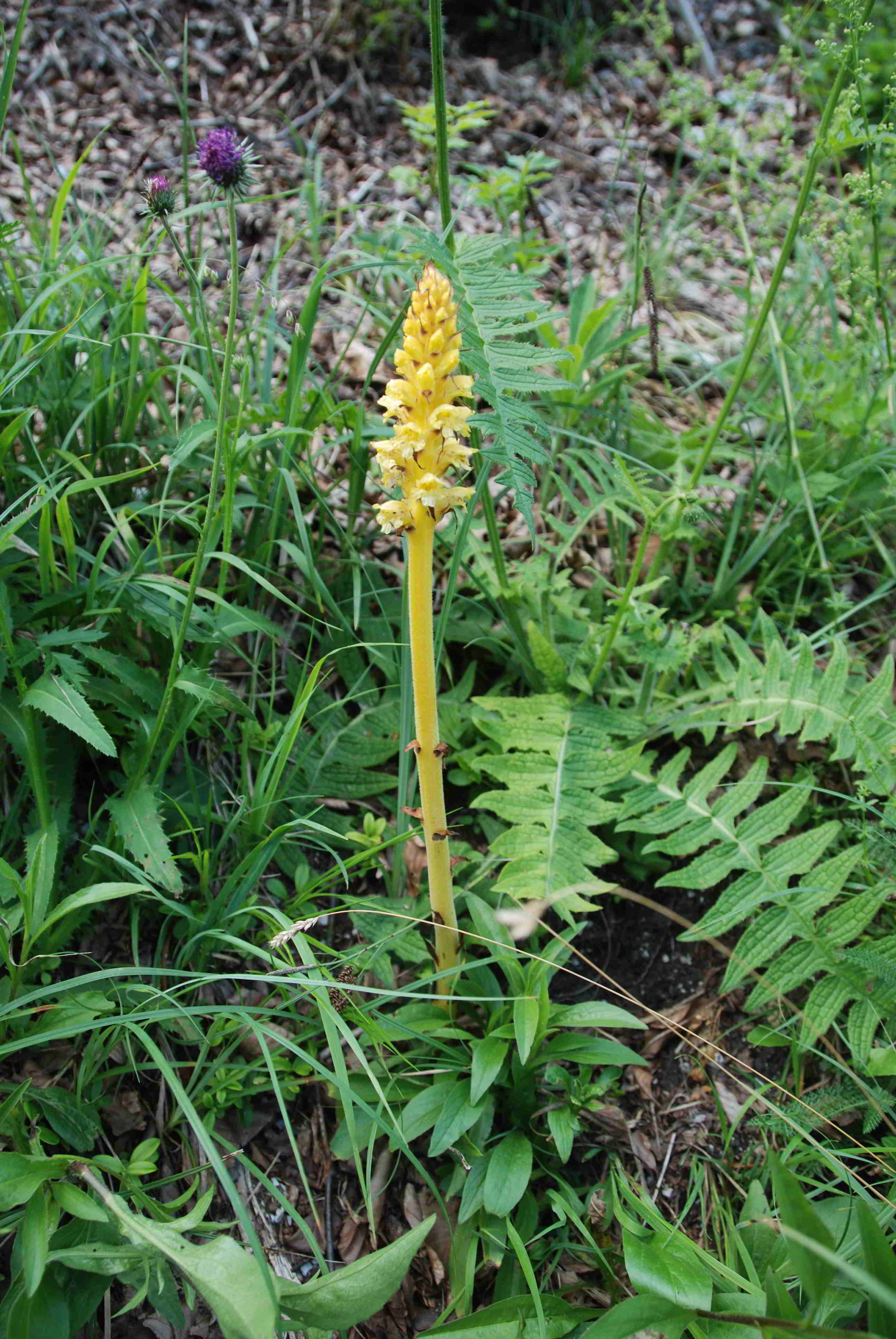 Orobanche-Straße Hinternaßwald-(1).JPG