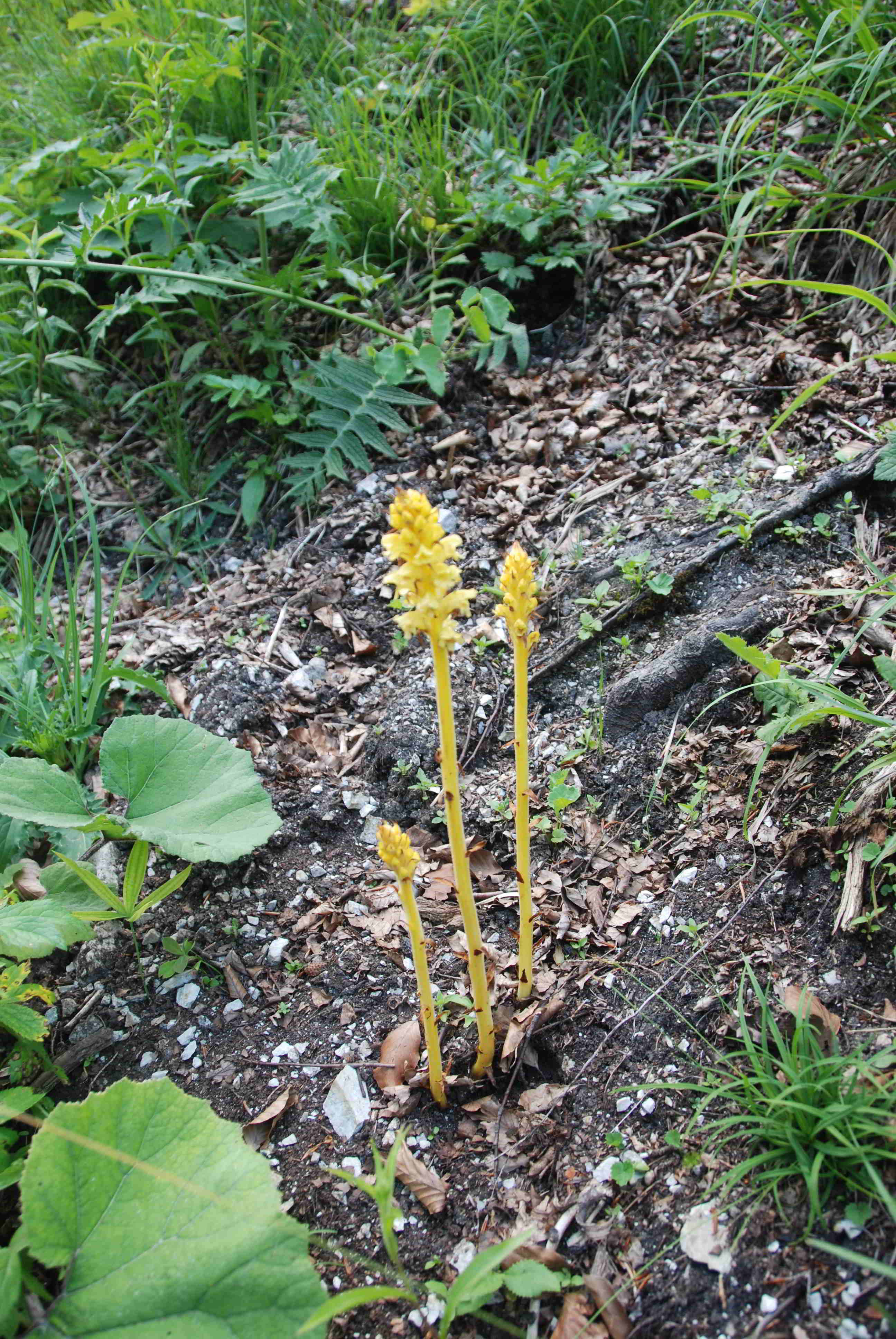 Orobanche-Straße Hinternaßwald-(3).JPG