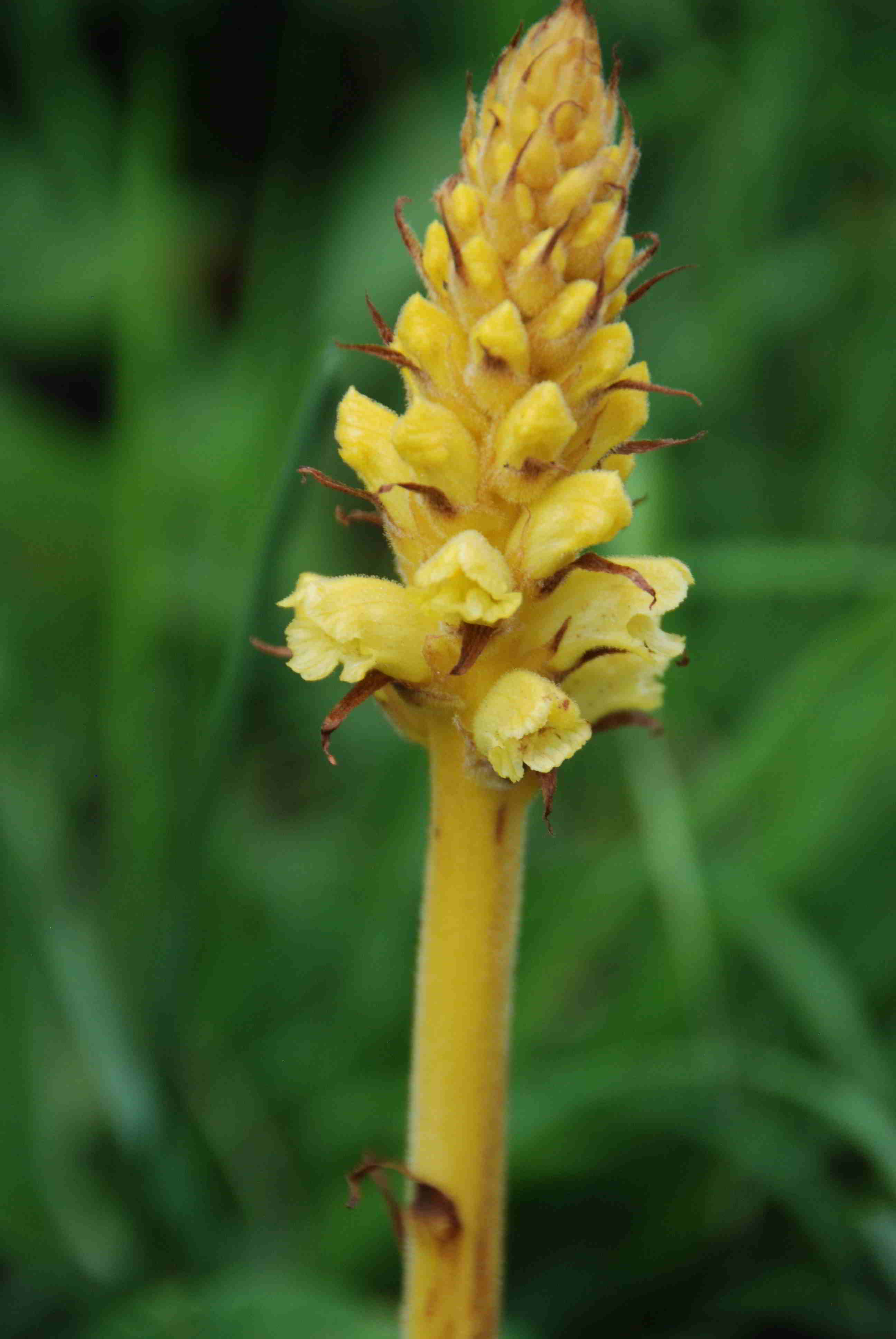 Orobanche-Straße Hinternaßwald-(6).JPG