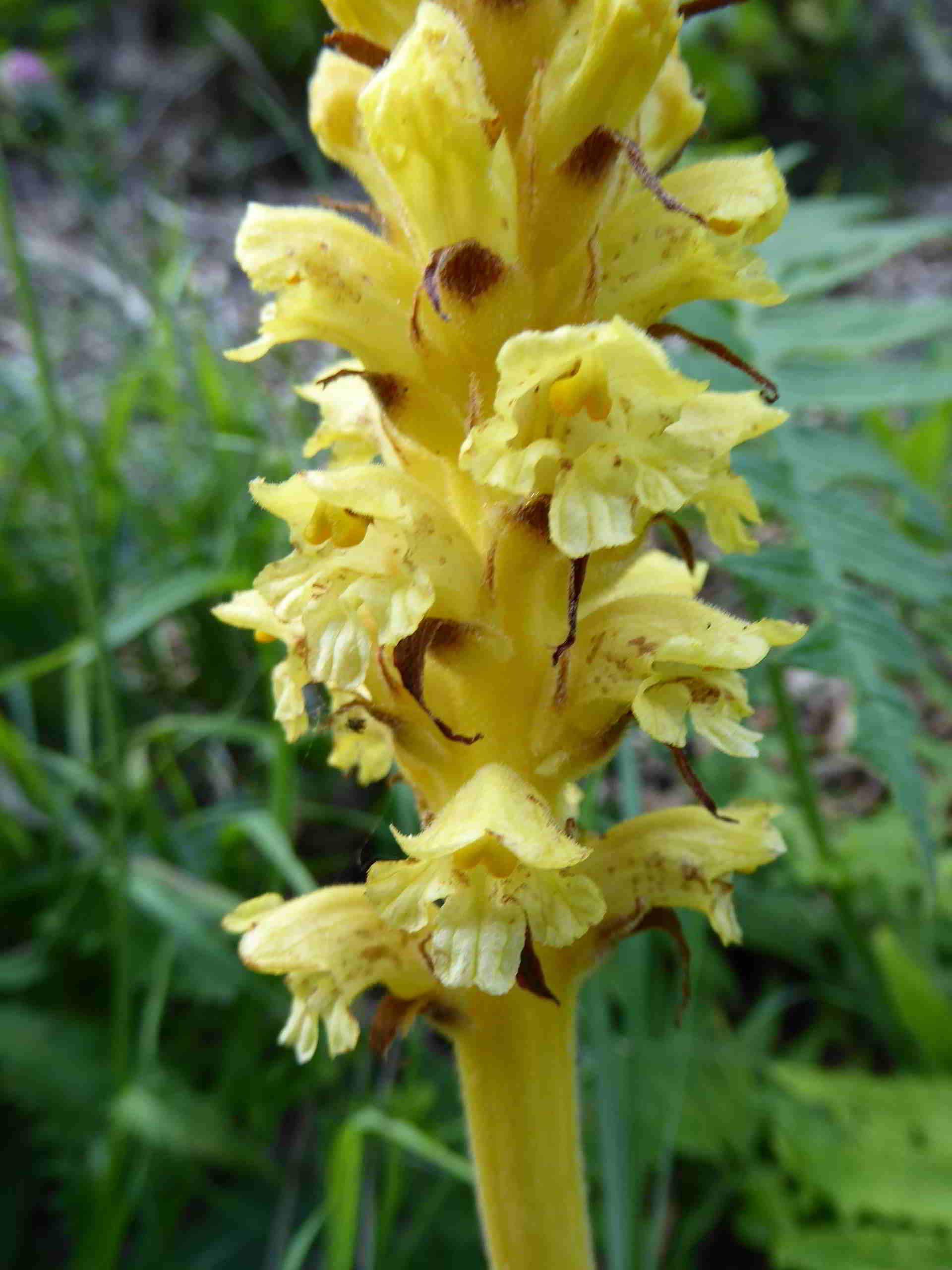 Orobanche-Straße Hinternaßwald-(8).JPG